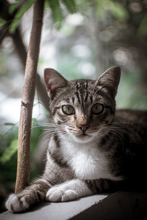 Flaches Fokusfoto Von Tabby Cat