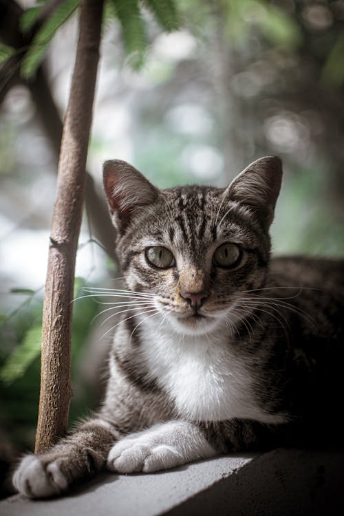 Foto De Enfoque Superficial De Gato Atigrado