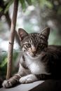 一只平静的虎斑猫在模糊的绿色背景中，构成了一幅迷人的户外肖像