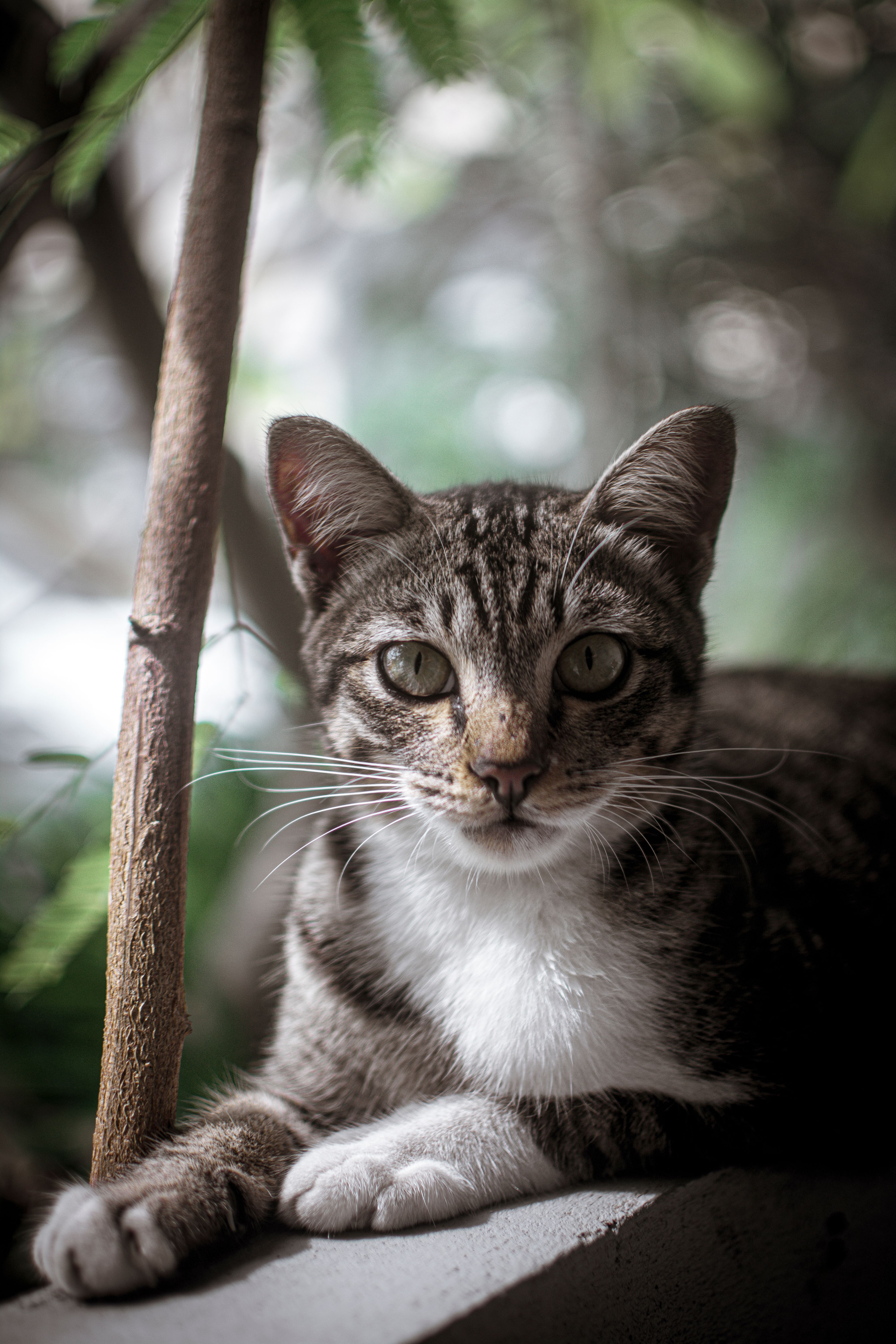 Shallow Focus Photo of Tabby Cat · Free Stock Photo