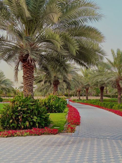 Free Beautiful park scene with palm trees lining a paved pathway, ideal for relaxation and nature walks. Stock Photo
