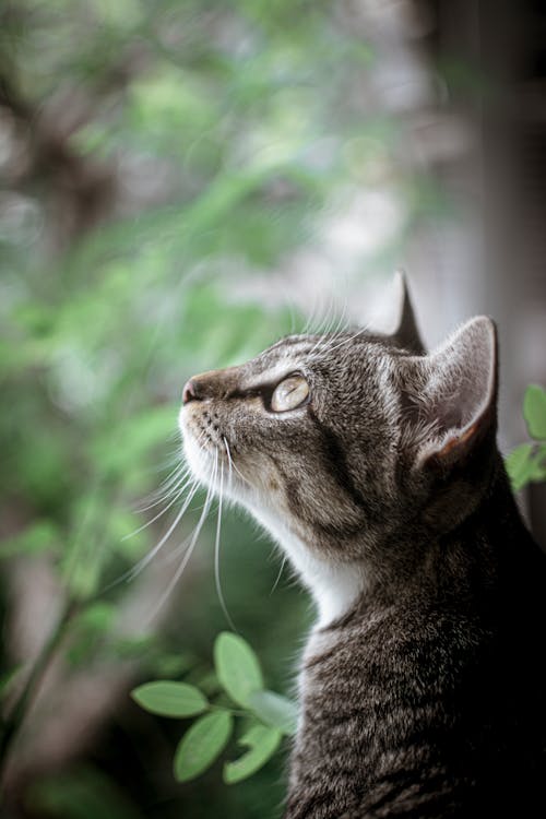Free Shallow Focus Photo of Tabby Cat Looking Up Stock Photo