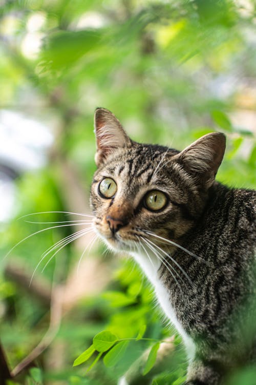 Selective Focus Photography of Tabby Cat