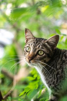 一只虎斑猫在花园里，目光专注，周围绿植环绕