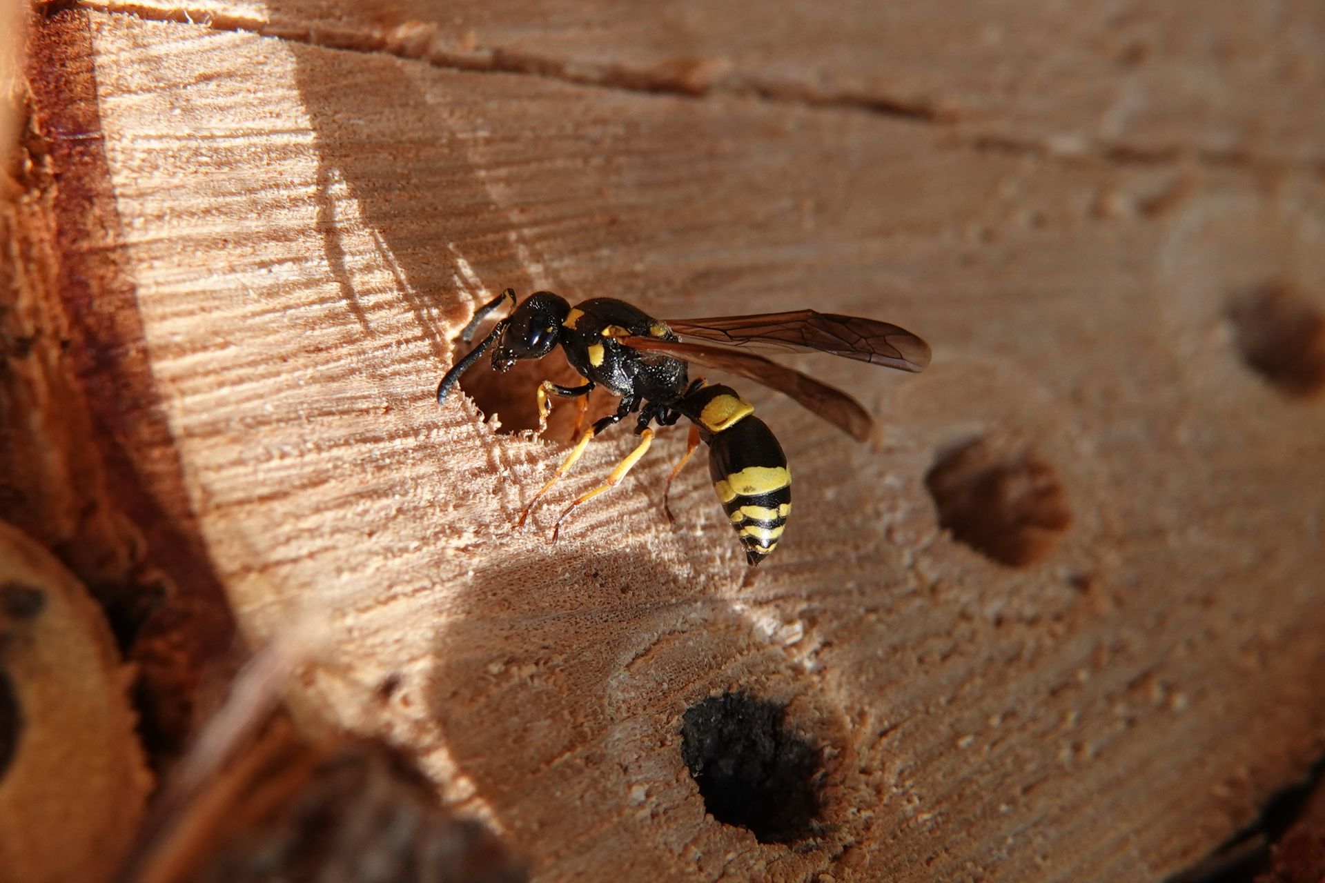 Close-up image of a European paper wasp on a wooden surface in sunlight, showcasing natural textures.