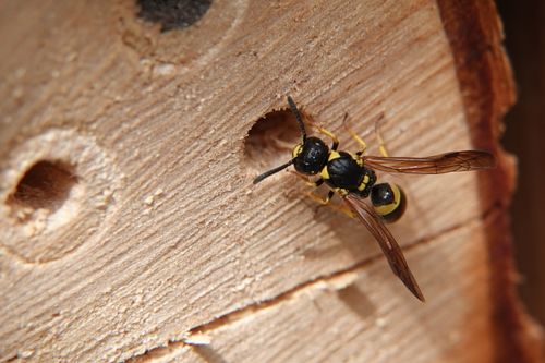 Free Detailed close-up of a European Potter Wasp nesting in wood, highlighting nature's biodiversity. Stock Photo