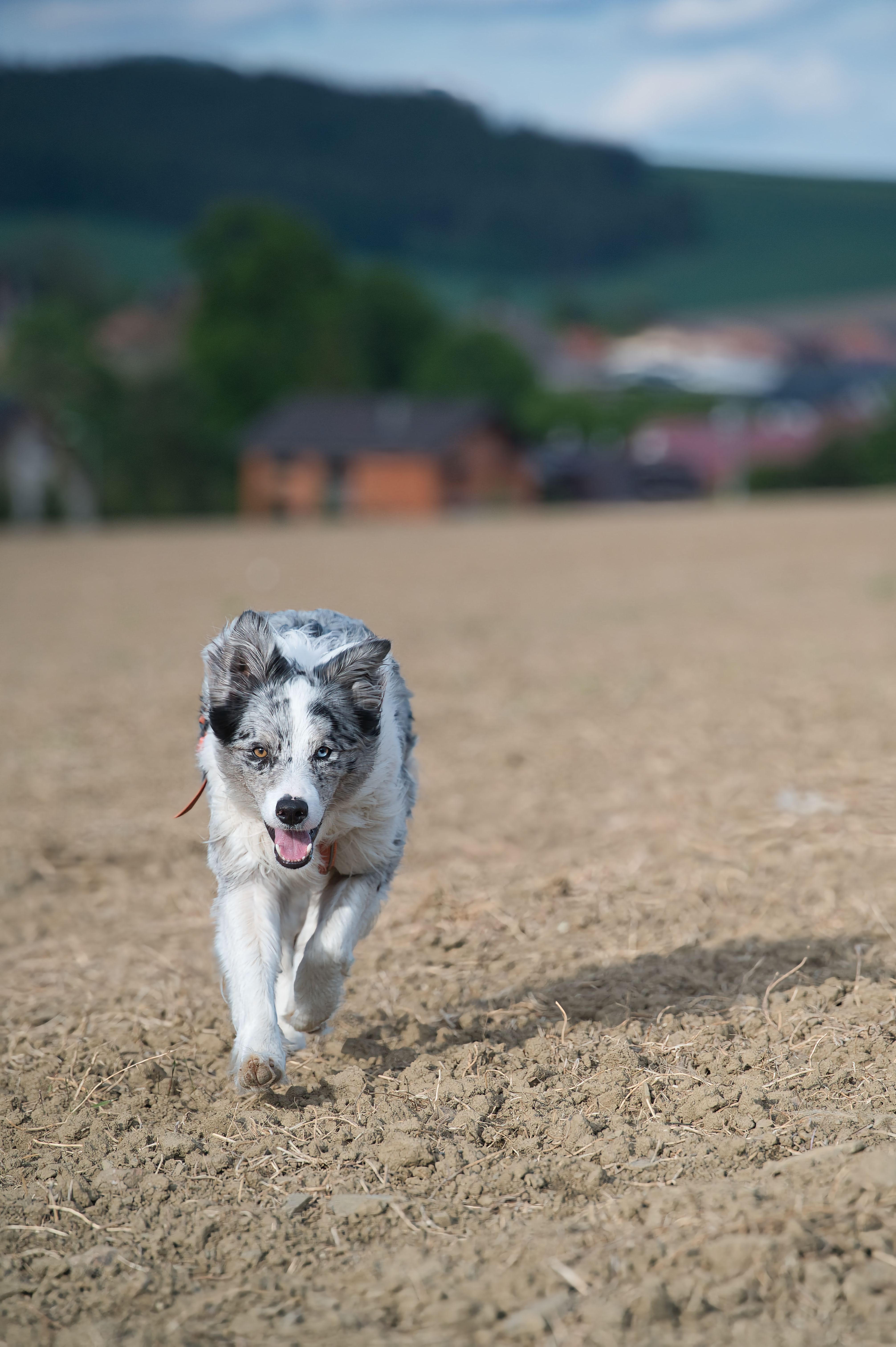 Energetic Border Collie Running in Open Field · Free Stock Photo