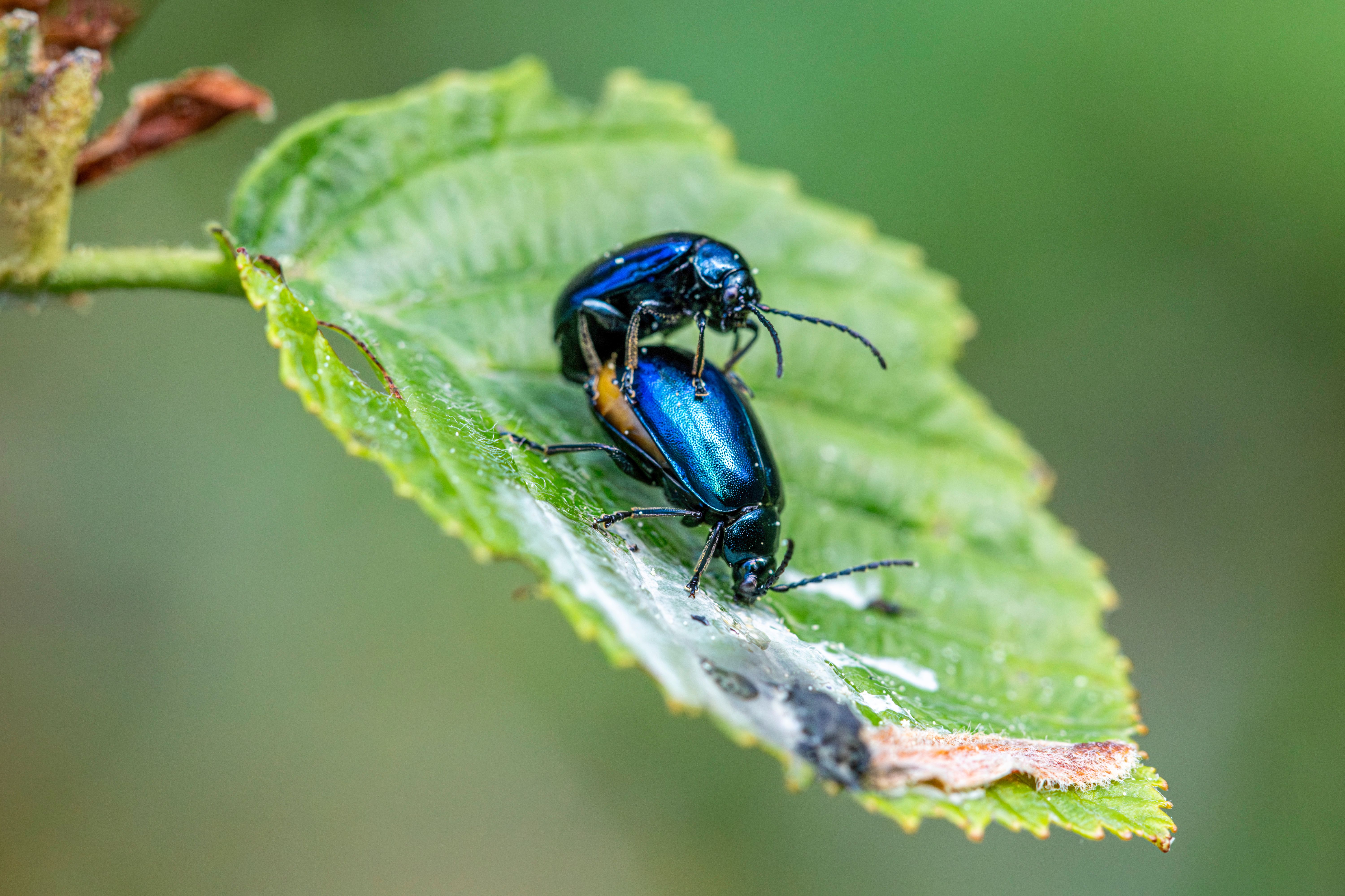Do insects know they exist? - The Institute for Environmental Research ...