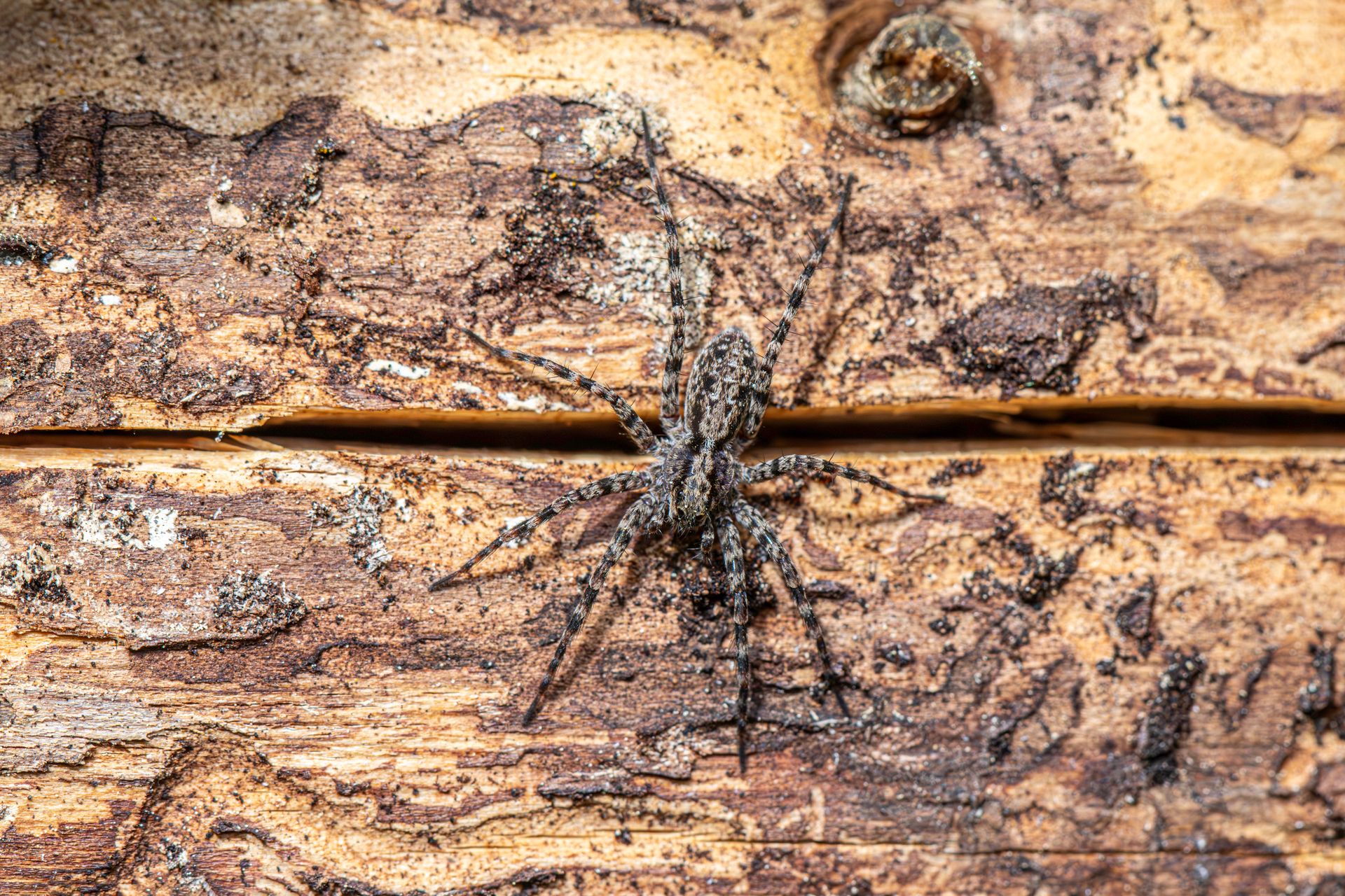 Macro image of a spotted wolf spider resting on a textured wooden surface in natural outdoor setting.