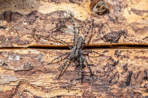 Free Macro image of a spotted wolf spider resting on a textured wooden surface in natural outdoor setting. Stock Photo