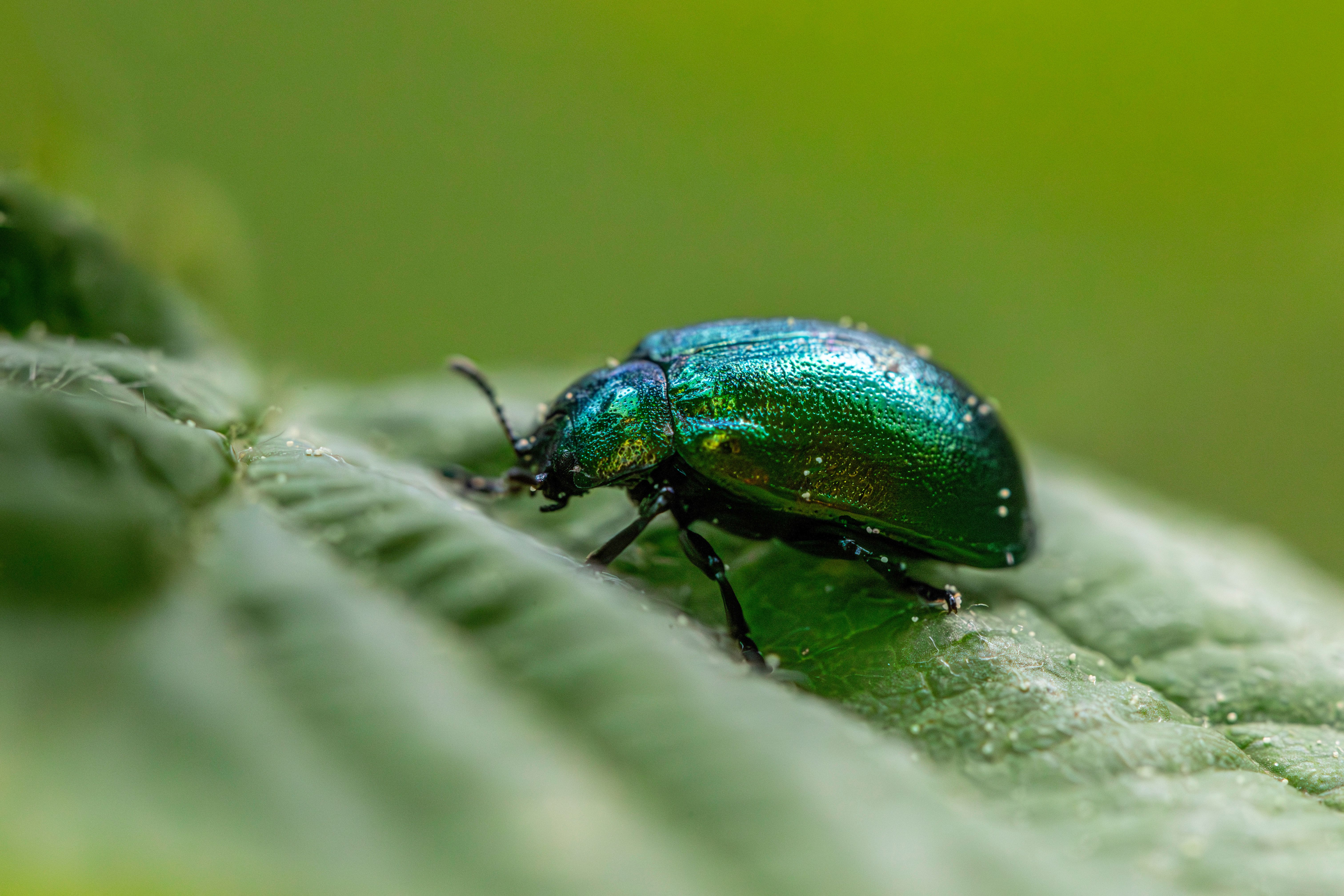 Detailed macro shot of a vibrant green leaf beetle on a leaf, showcasing insect morphology.