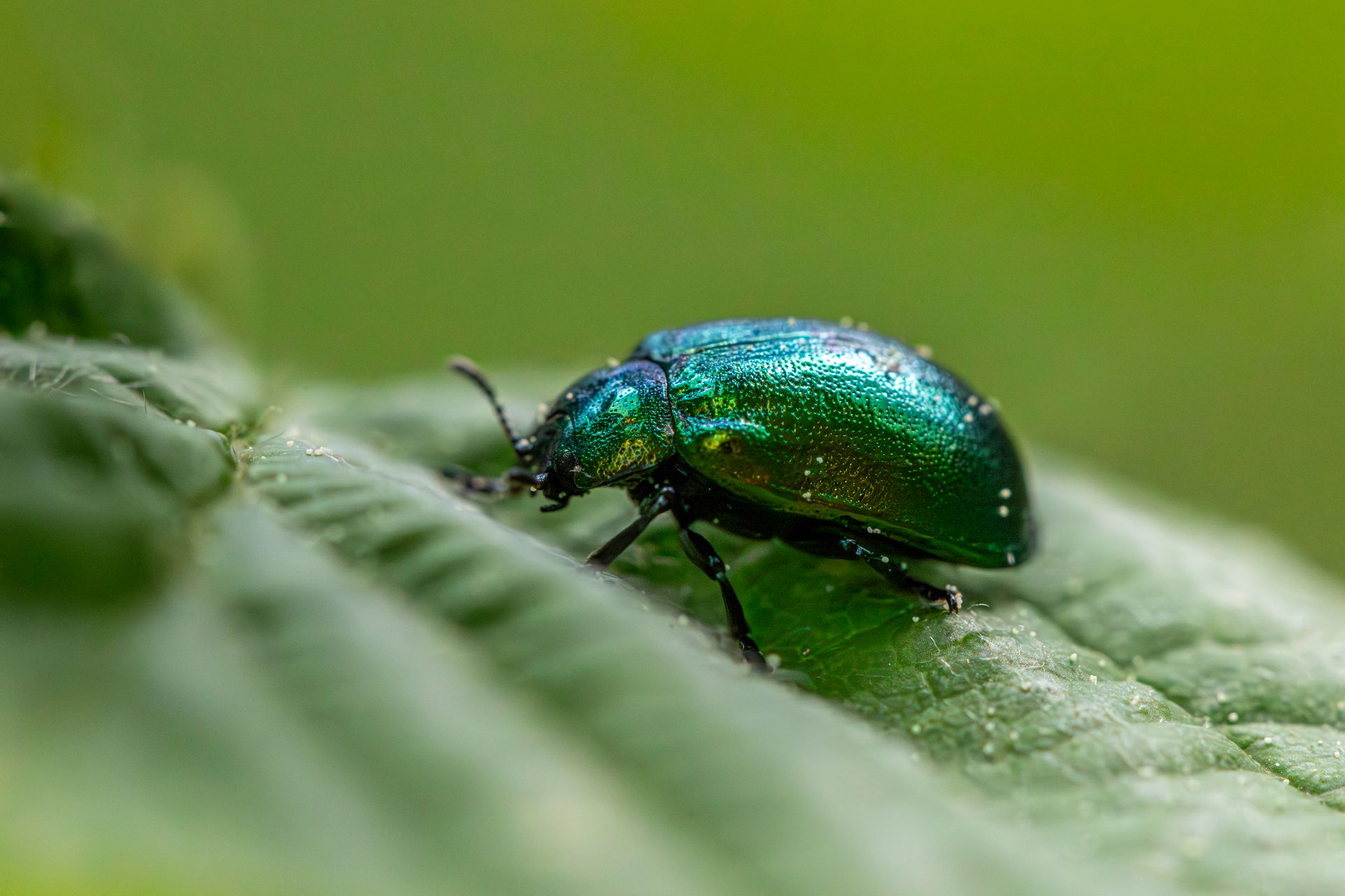 Detailed macro shot of a vibrant green leaf beetle on a leaf, showcasing insect morphology.