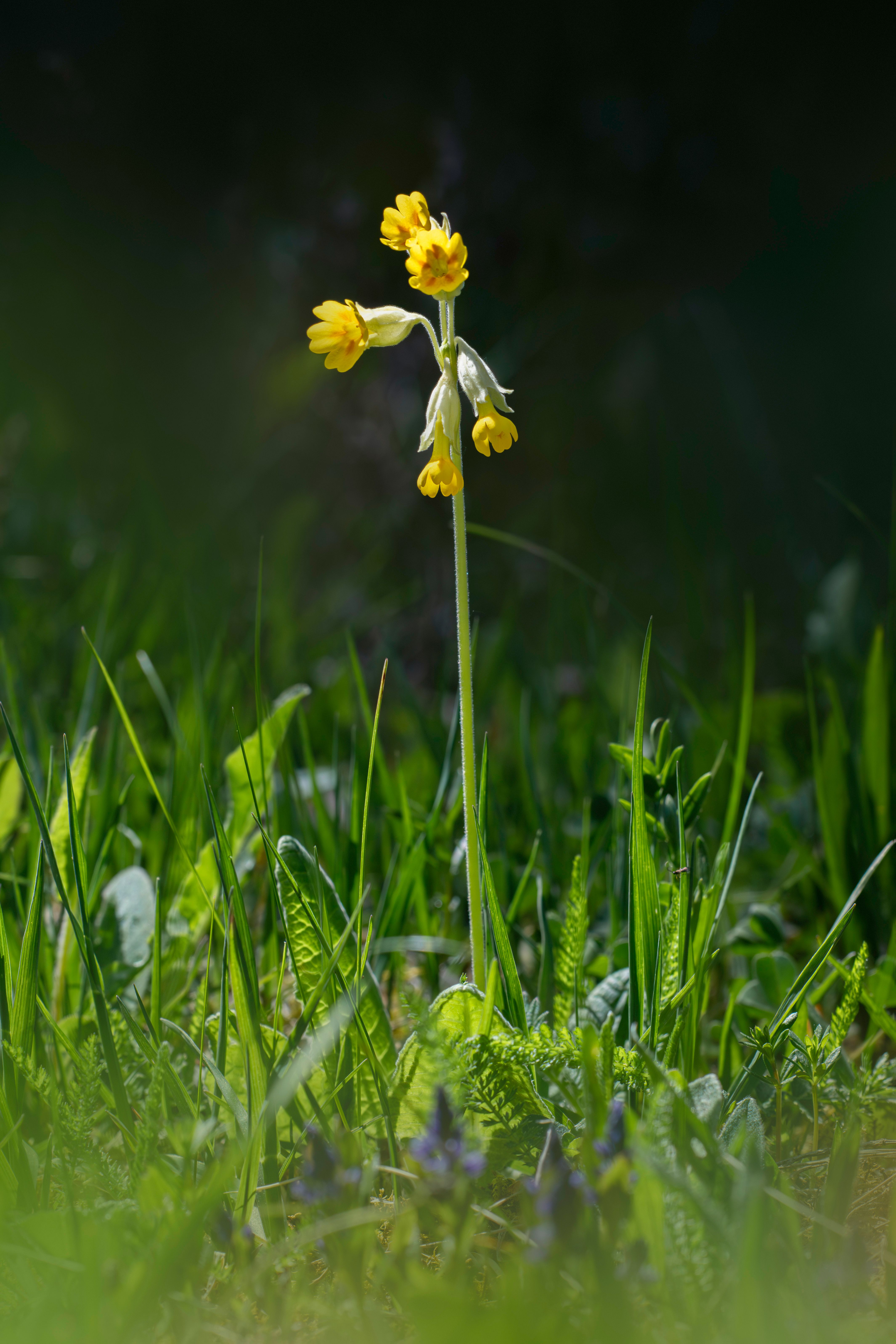 yellow-cowslip-in-vibrant-spring-meadow-free-stock-photo