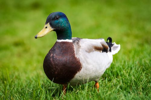 Free A vibrant mallard duck standing on grass, showcasing its colorful plumage. Stock Photo