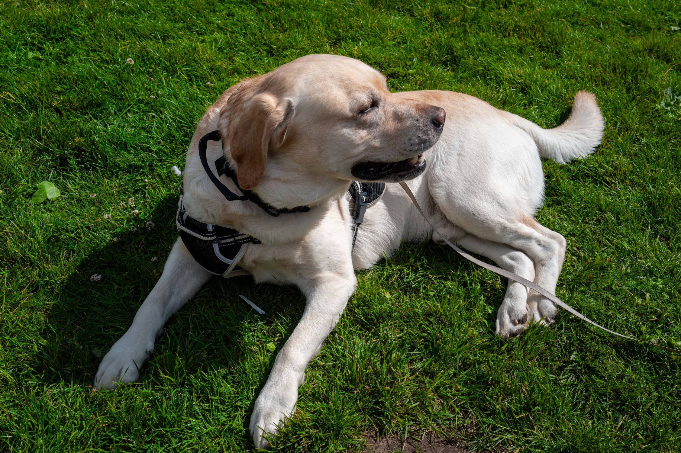 Illustration of Labradors Eating Grass Excessive Consumption