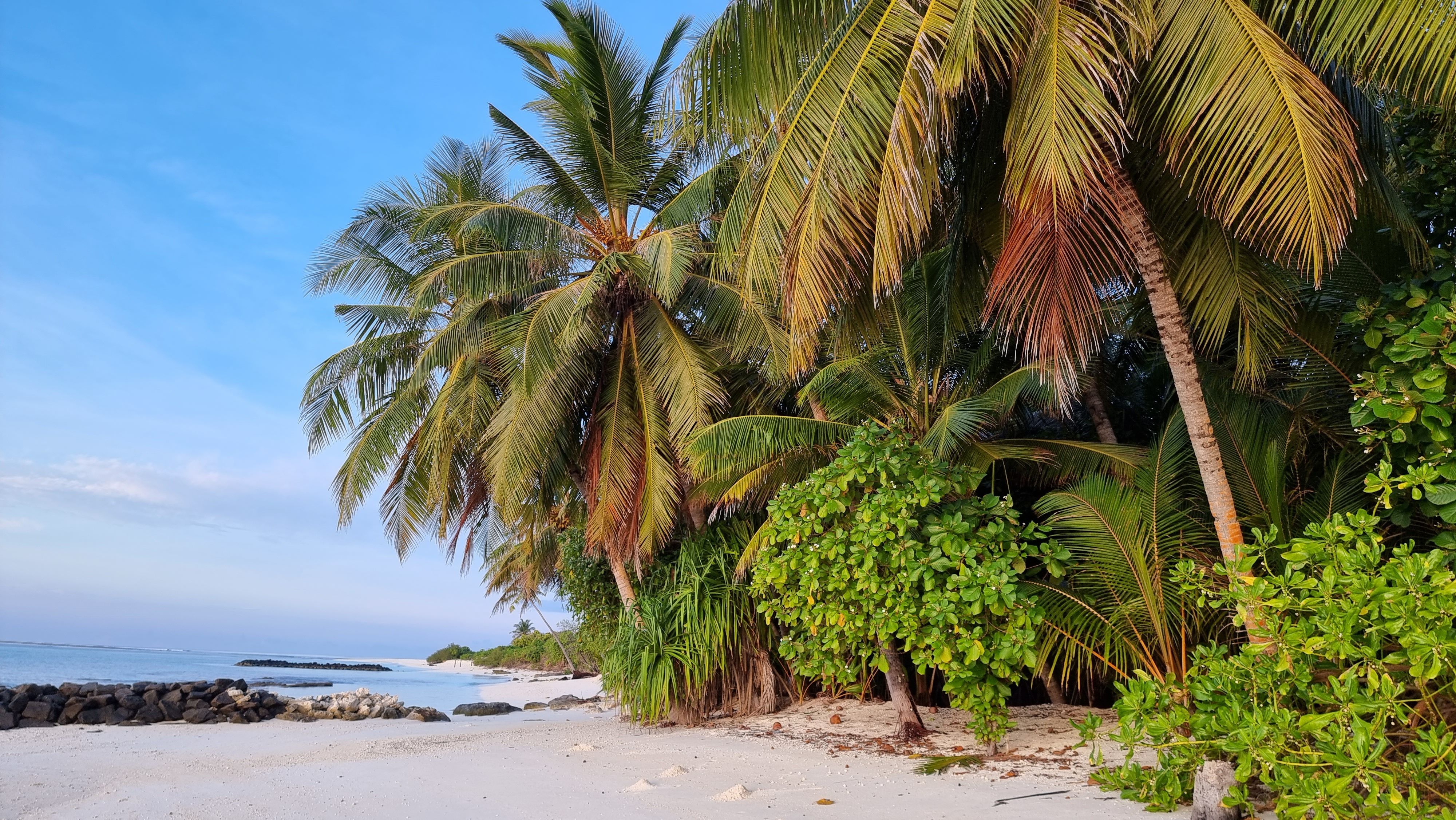 Tropical Beach with Lush Palm Trees and Pristine Sands · Free Stock Photo