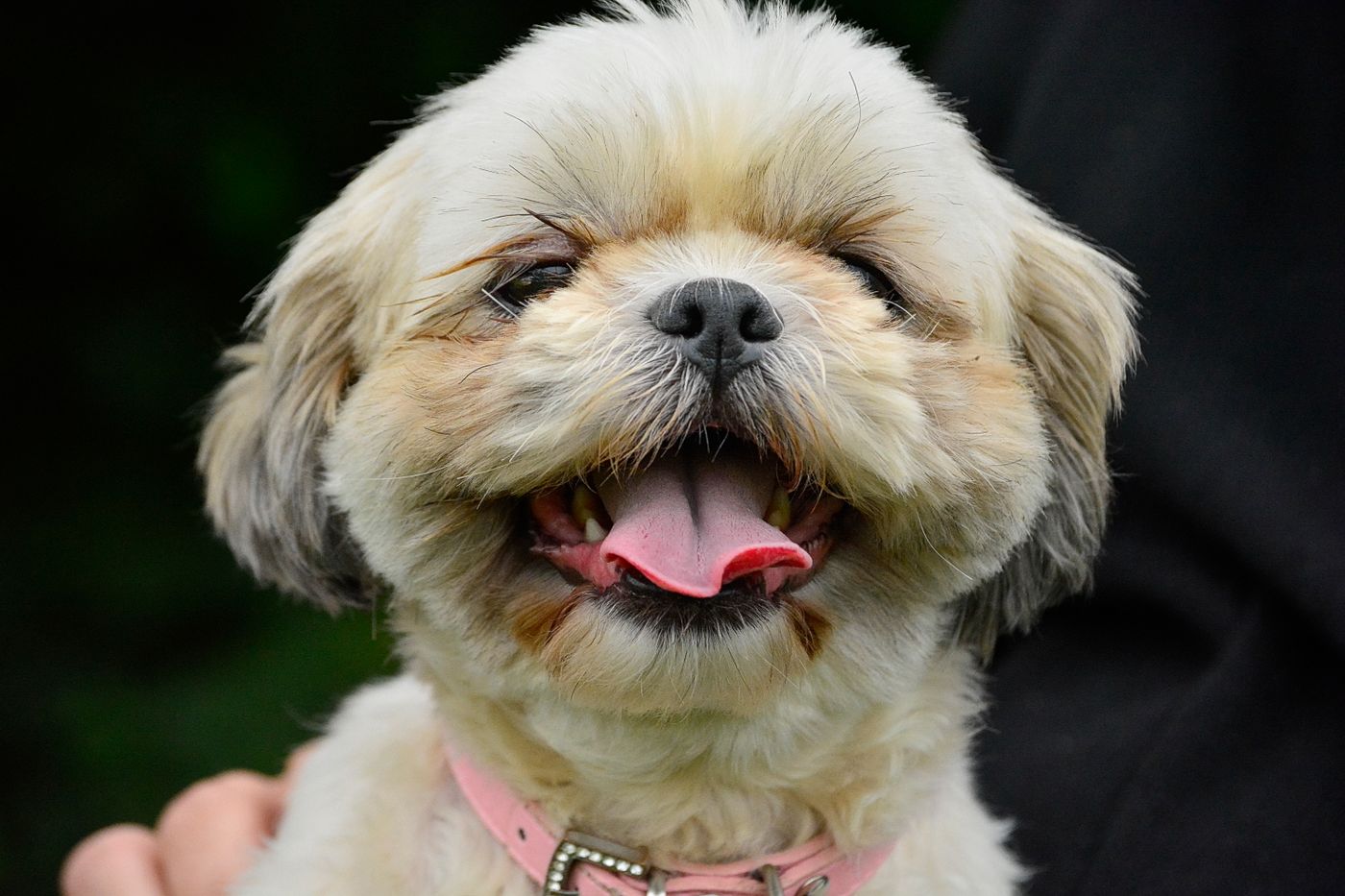 A very happy shih tzu after a full groom