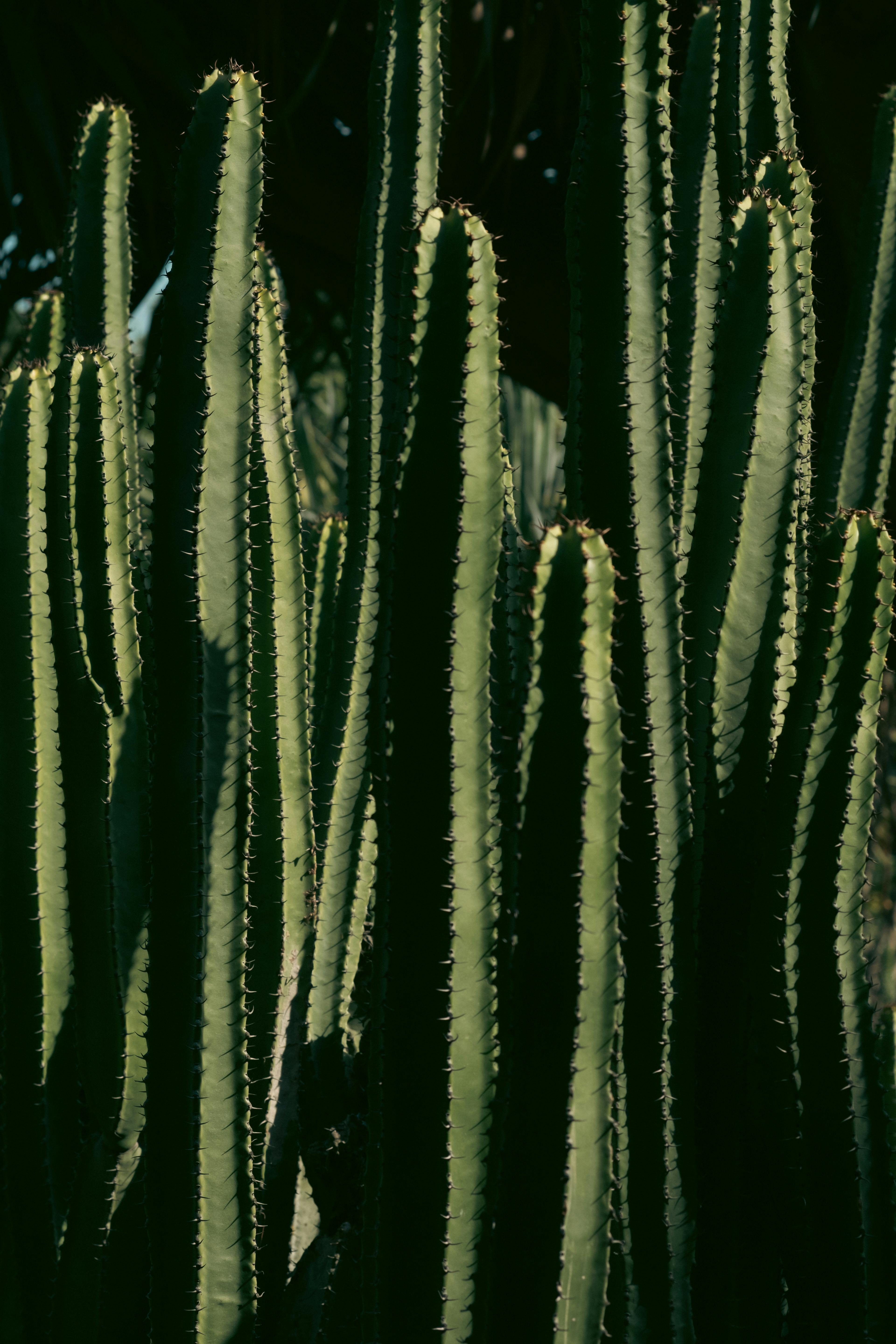 Captured close-up of tall green cacti with sunlight highlighting the spines, creating a dramatic texture.