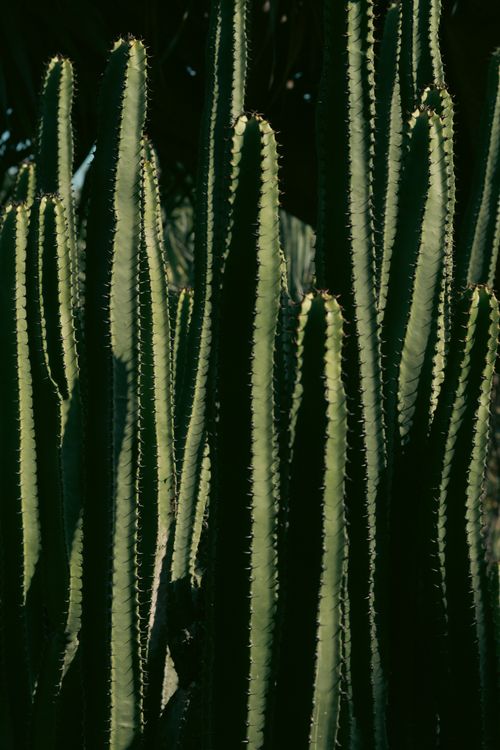 Free Captured close-up of tall green cacti with sunlight highlighting the spines, creating a dramatic texture. Stock Photo