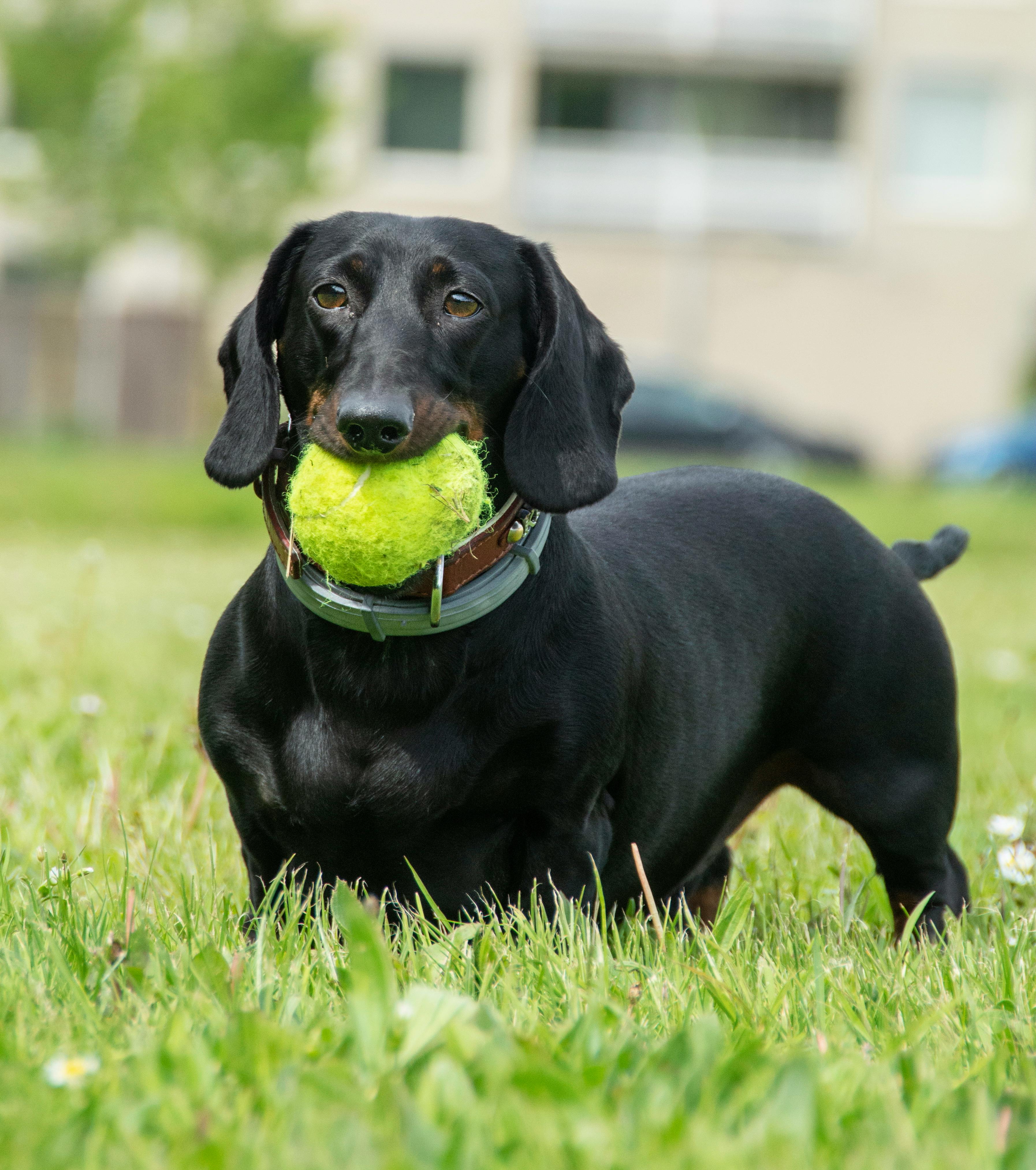 Energetic dachshund running on grass with tennis ball in Almere, Netherlands.