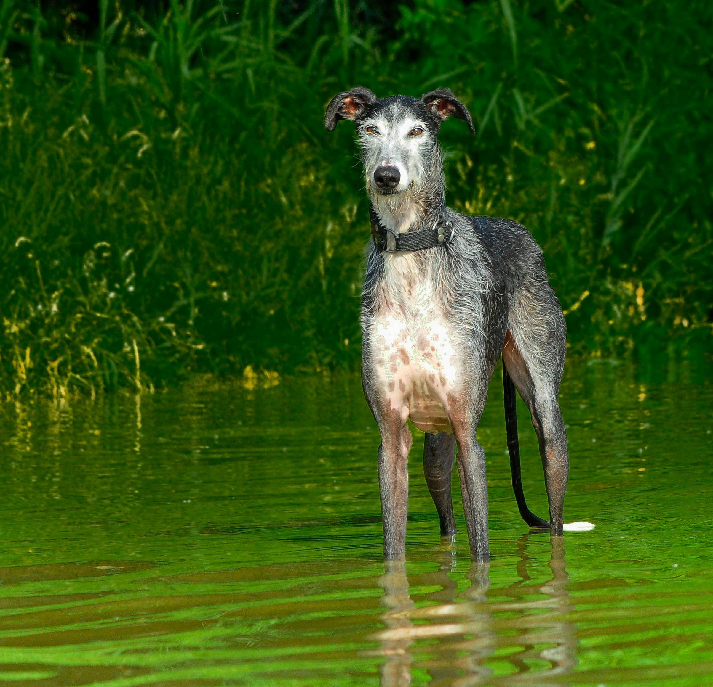 Lurcher Insurance UK