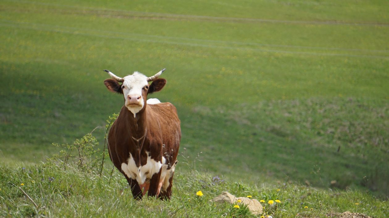 Vaca Marrom E Branca Pastando Em Pasto Exuberante · Foto profissional ...