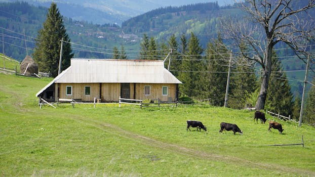 Scenic view of cows grazing near a house in a lush mountain landscape.