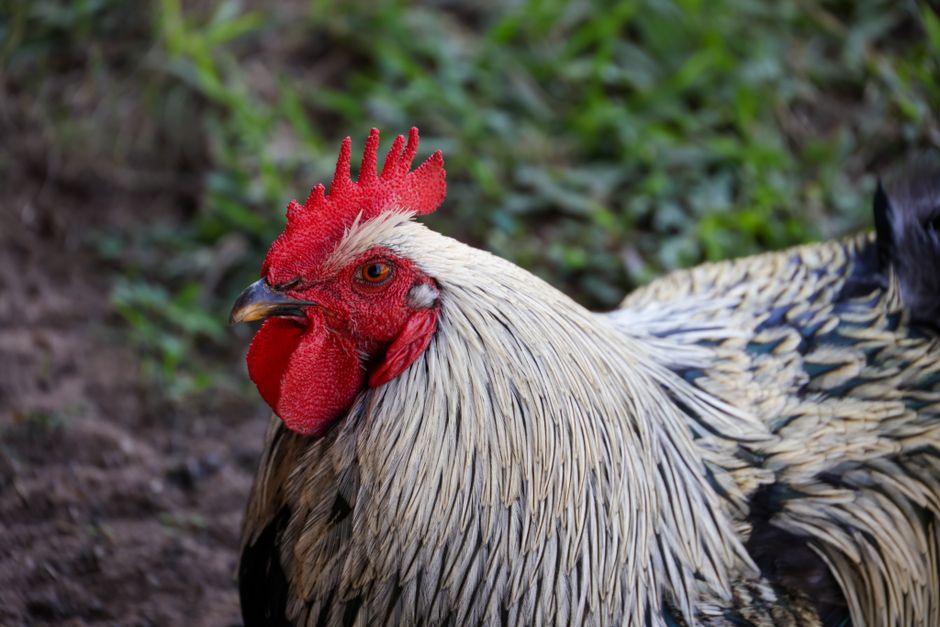 Vibrant close-up shot of a rooster in a farm setting. Ideal for animal and farm stock photography. Vibrant close-up shot of a rooster in a farm setting. Ideal for animal and farm stock photography.