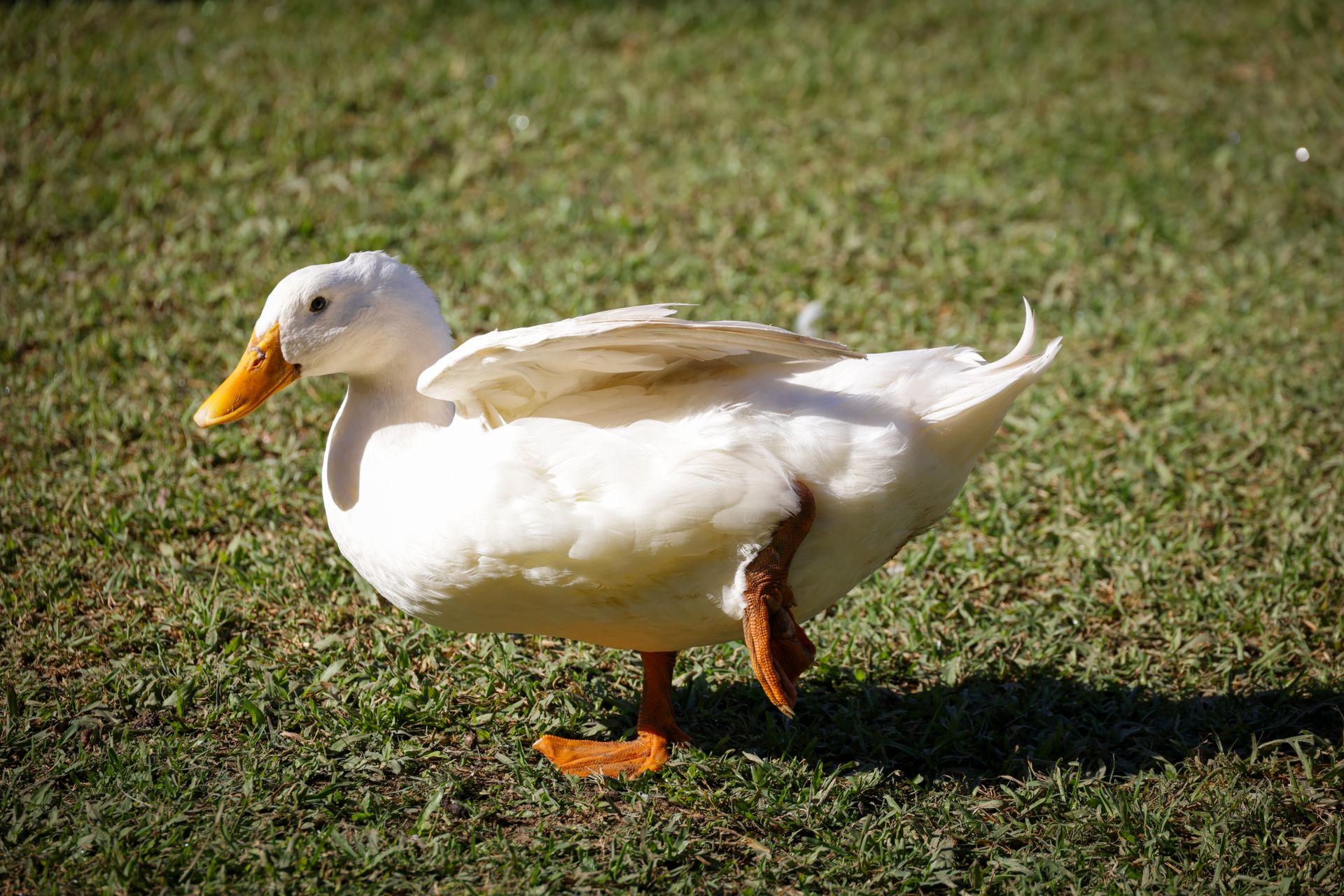 A white duck stands gracefully on the grass, bathed in warm sunlight, displaying its beautiful wings.