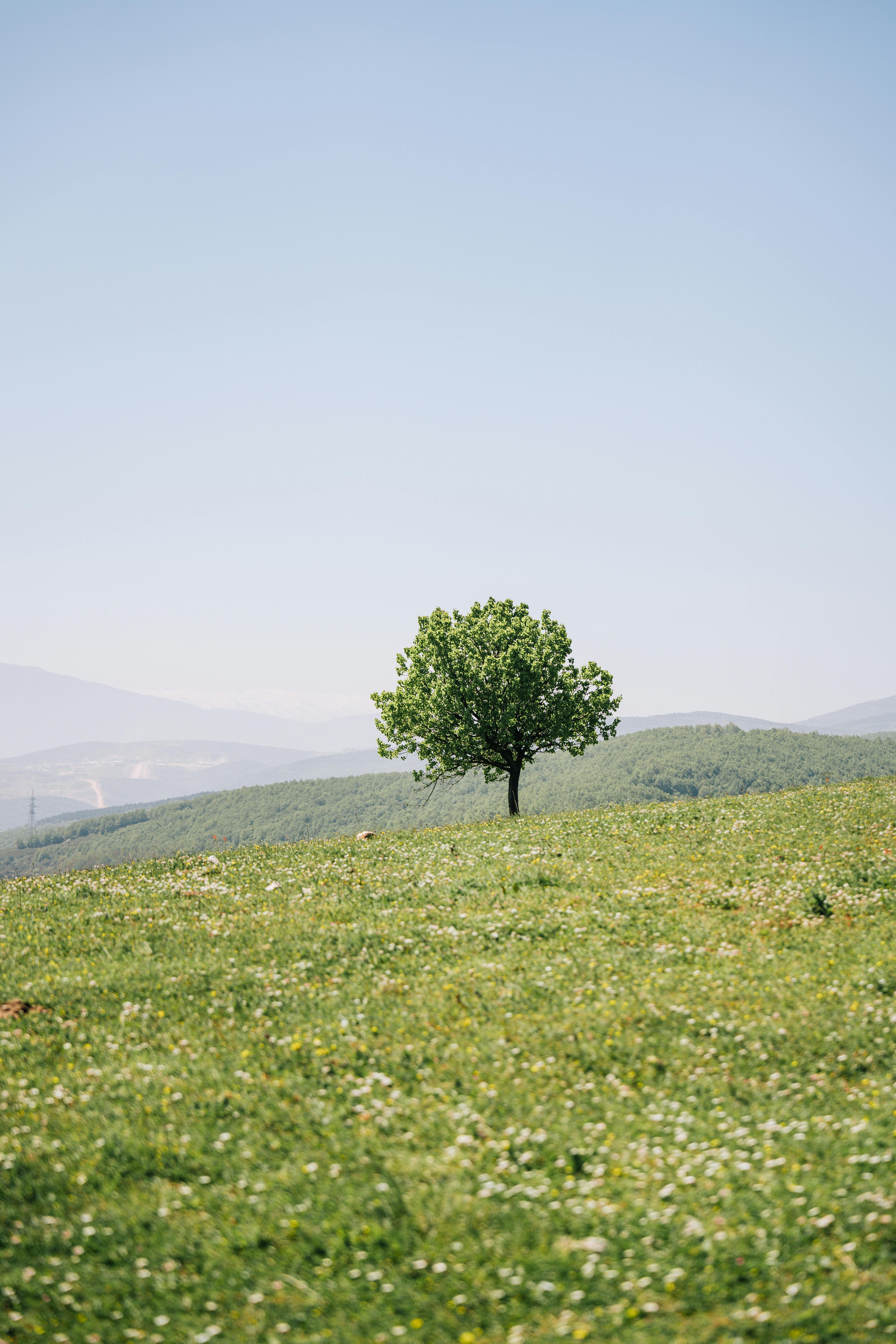 A lone tree stands in a lush green field against a clear blue sky, evoking peace and solitude.