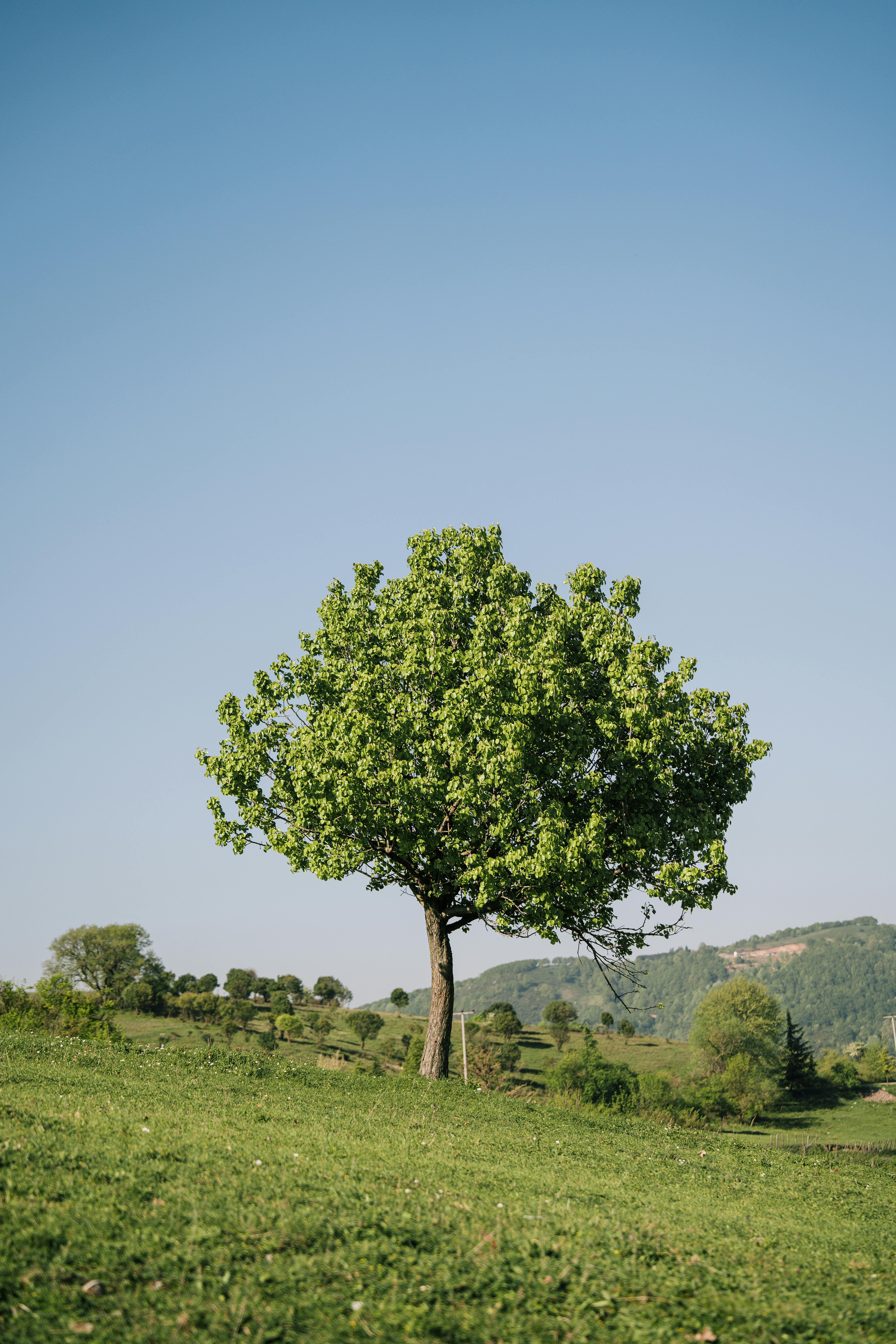 Traubeneiche – Quercus petraea