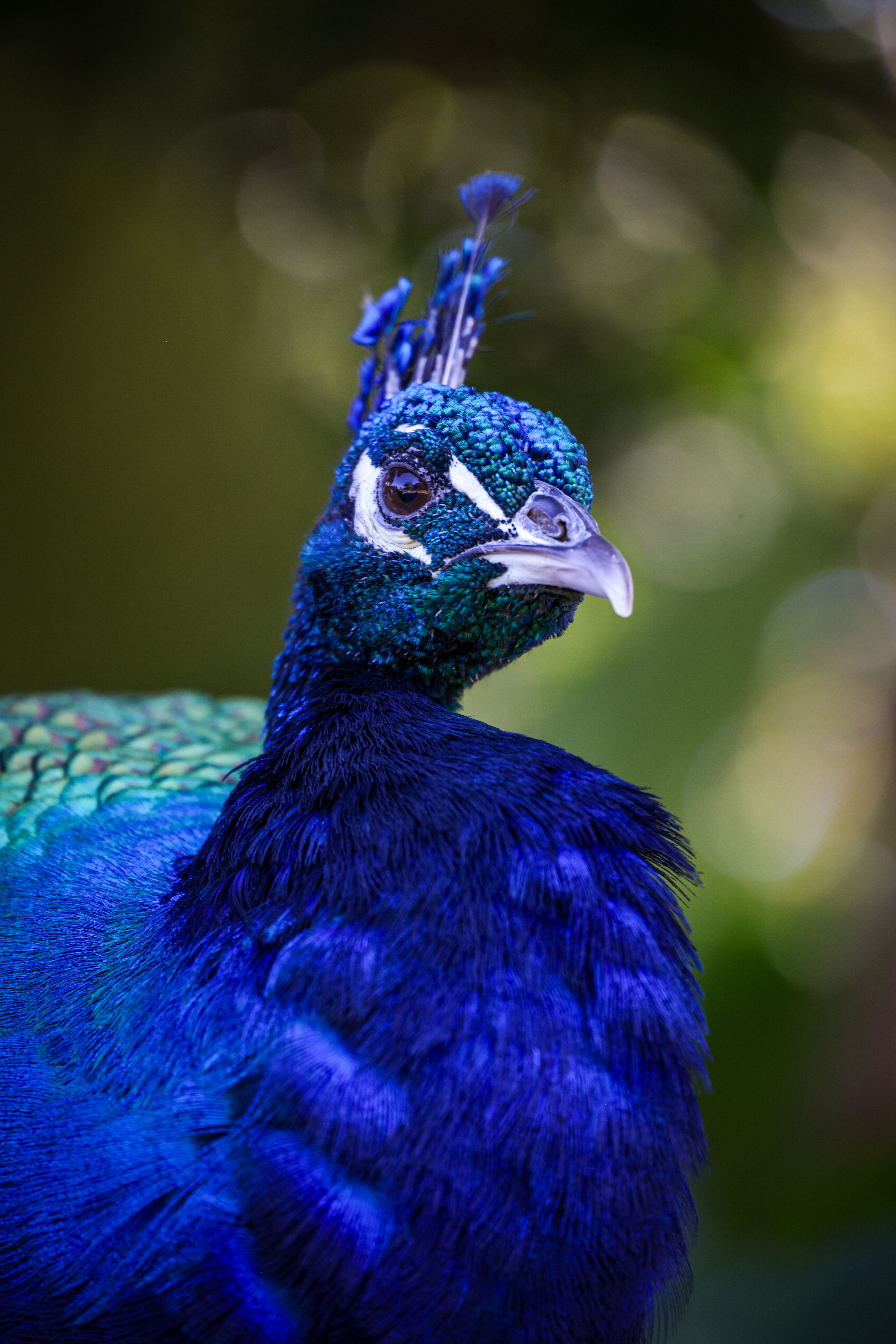 Vibrant Peacock Portrait in Natural Setting · Free Stock Photo