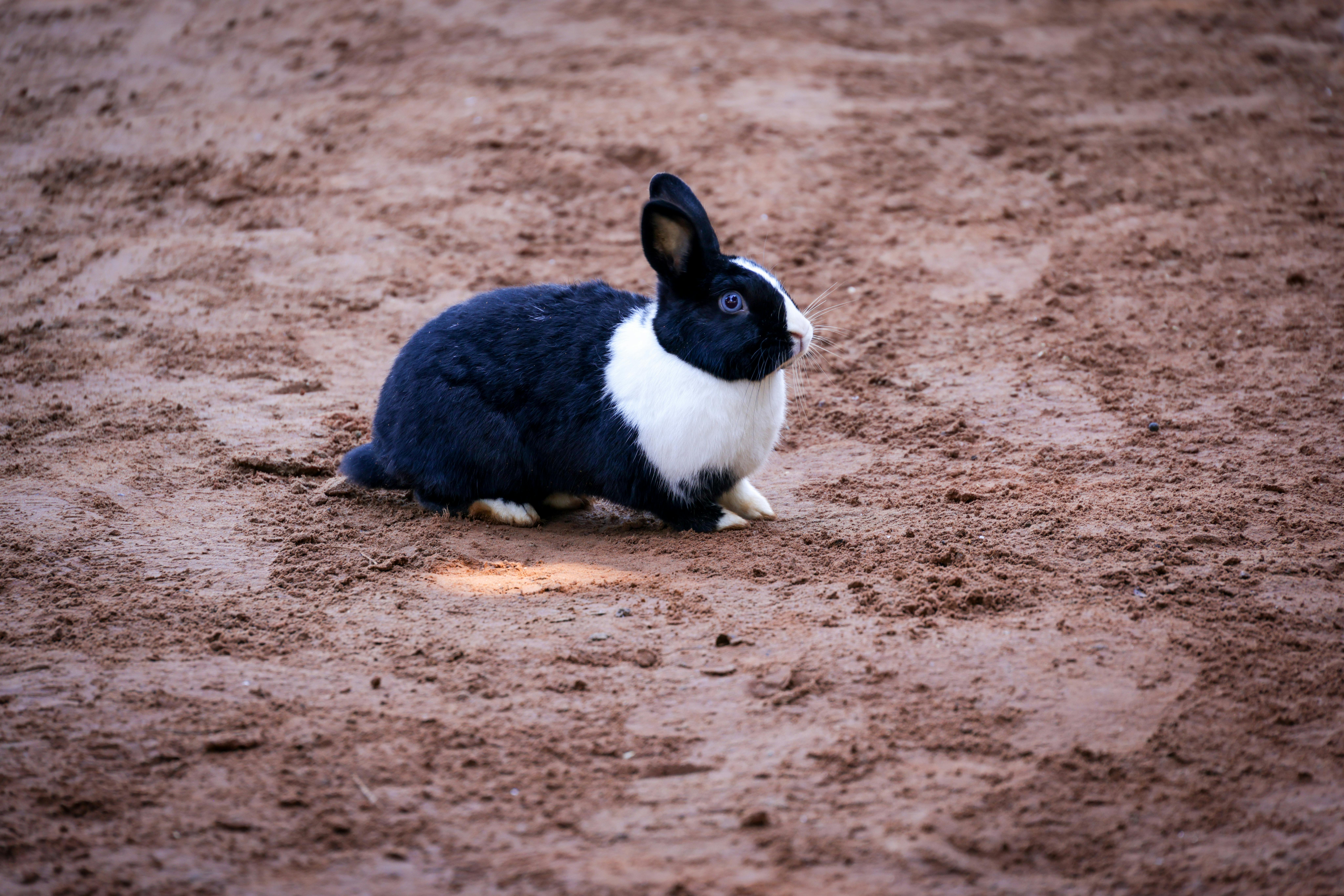 Ethical rabbit farming outdoors at Rabbitear Farms, emphasizing natural and humane conditions