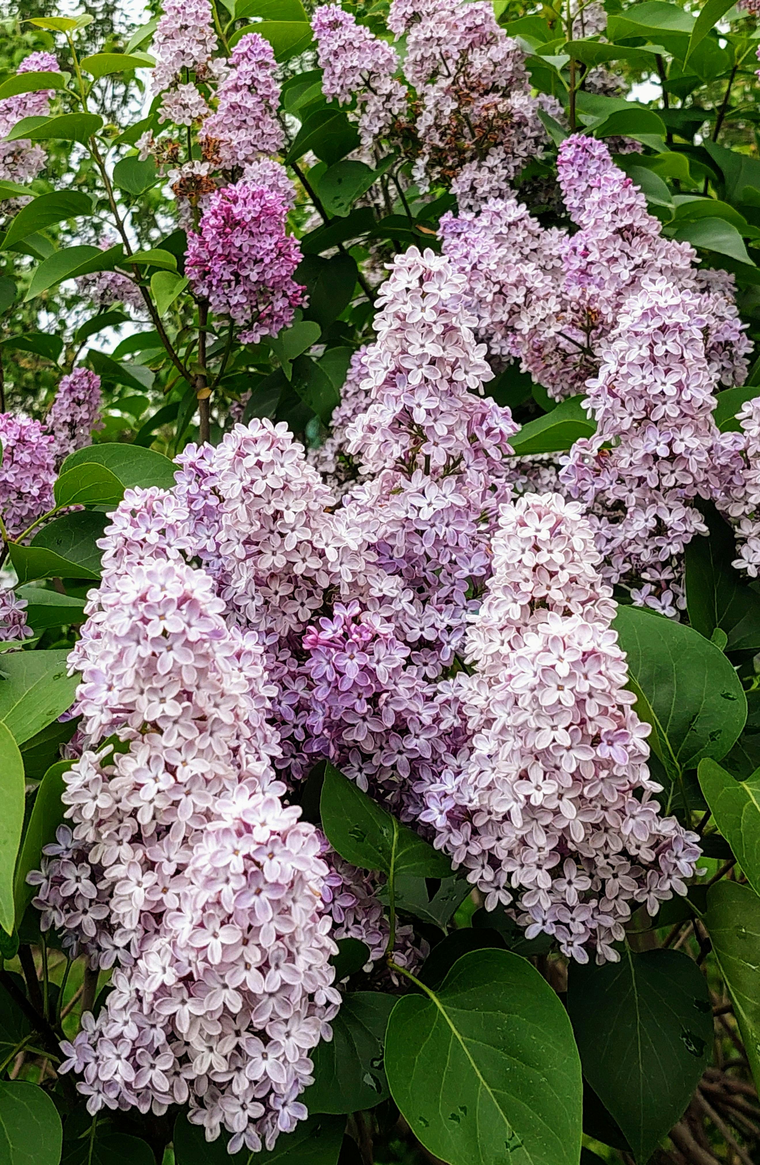 Unlocking Abundant Lilac Blooms: Troubleshooting Common Causes and Seasonal Care for a Fragrant Spring Display