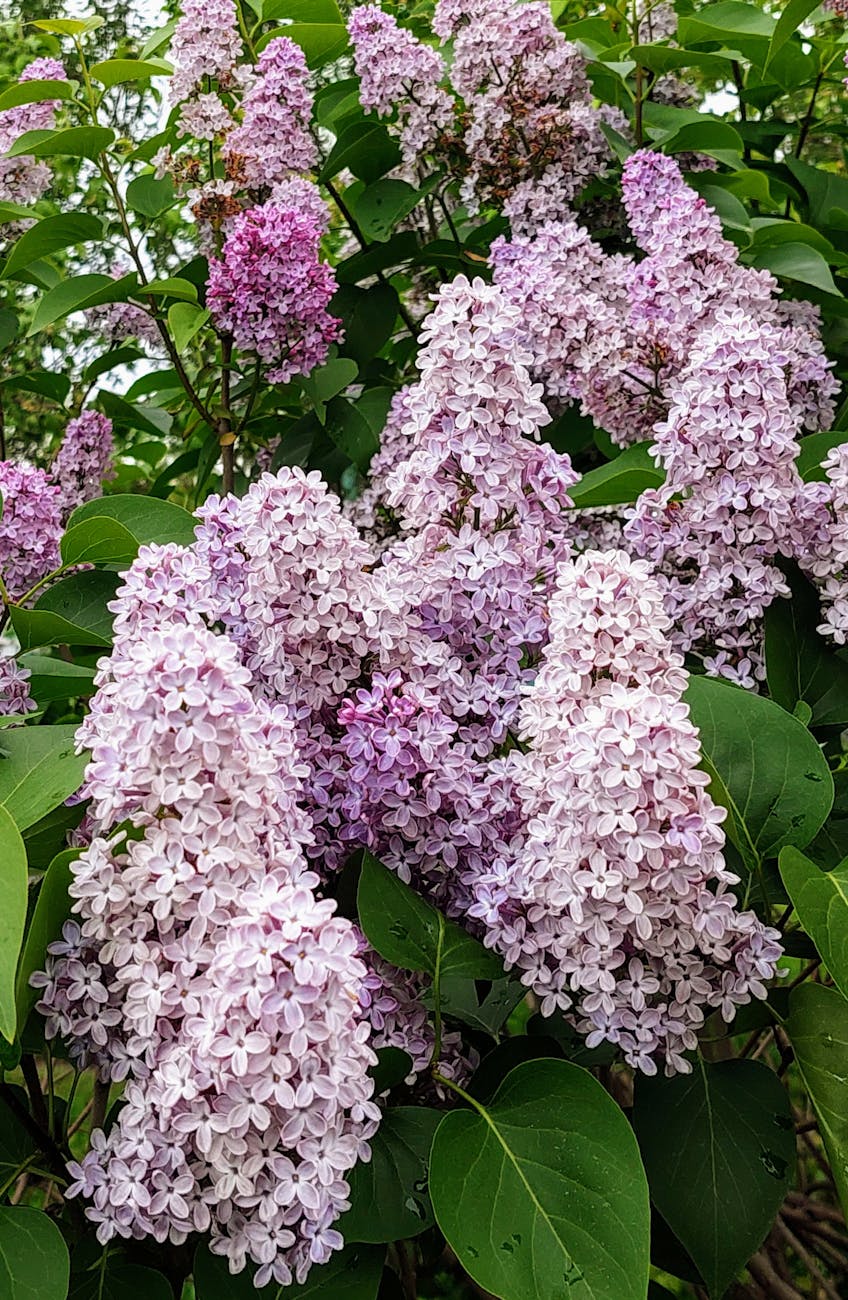 Unlocking Abundant Lilac Blooms: Troubleshooting Common Causes and Seasonal Care for a Fragrant Spring Display