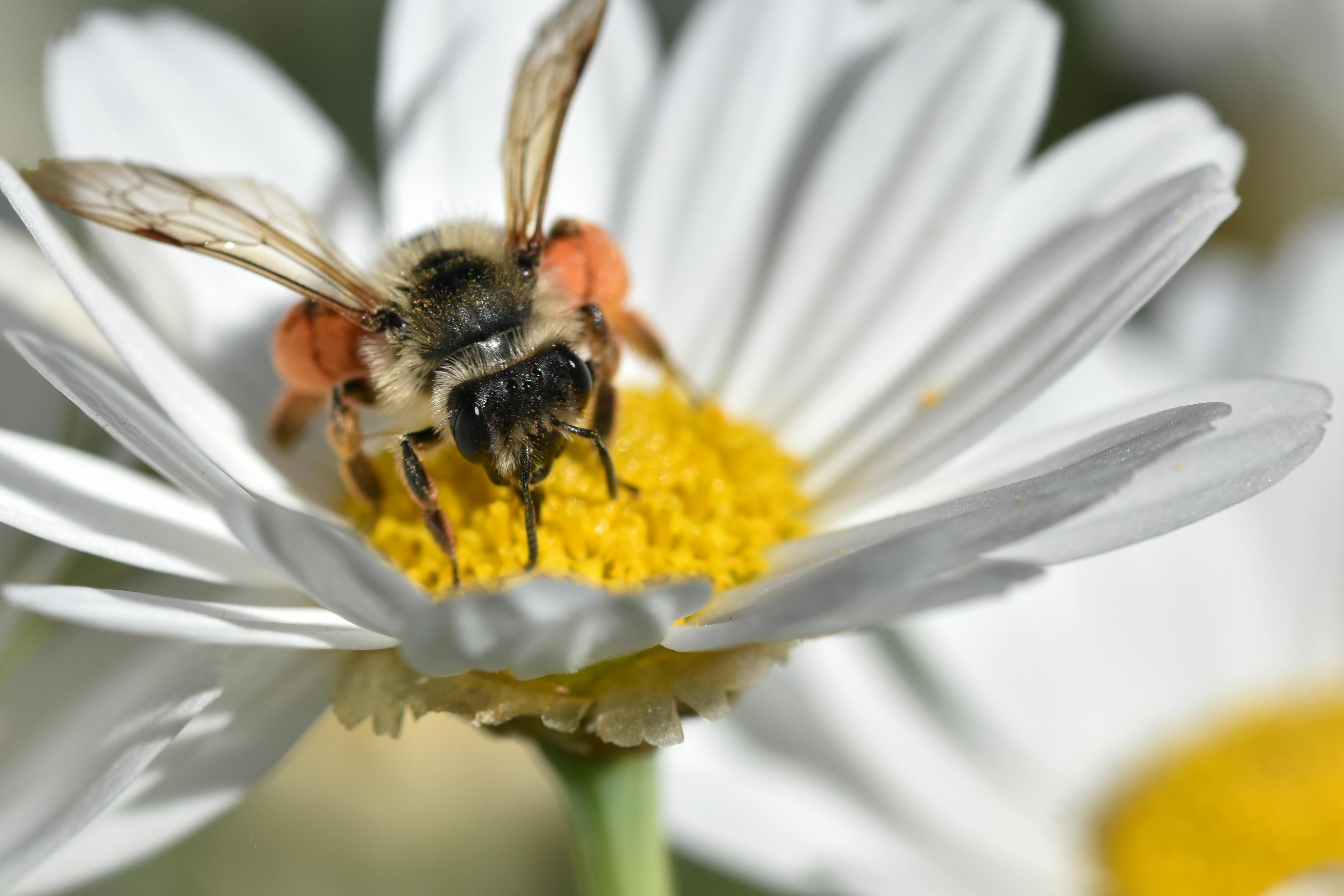 Ark Valley Civics Bee Competition to Send Three Local Students to State — Photo by Alexas Fotos on Pexels
