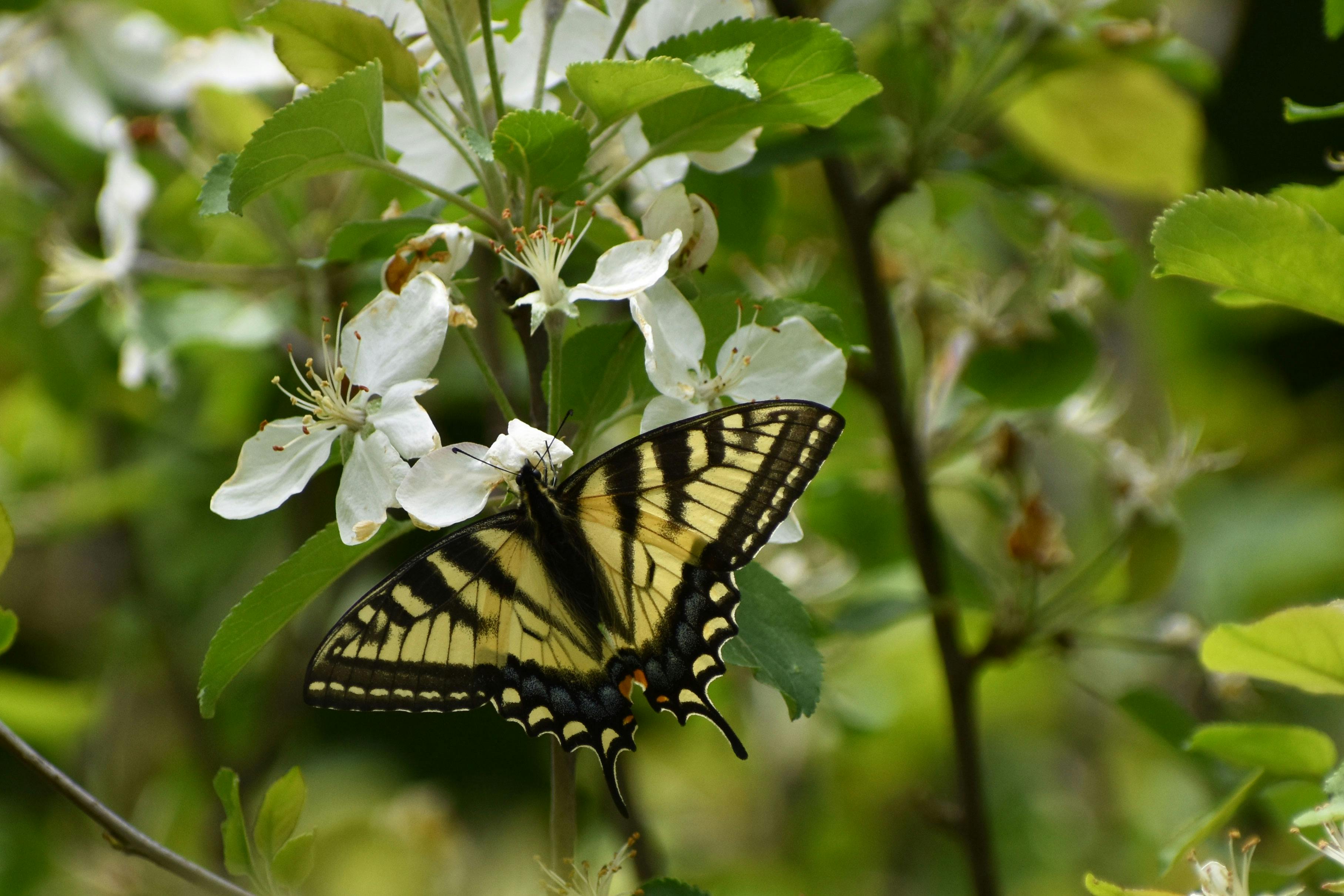 Agriculture de conservation inconvénients : ce qu’il faut savoir avant de se lancer