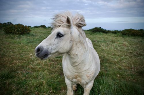 Free A white pony with a lush mane stands on a grassy meadow in England. Stock Photo