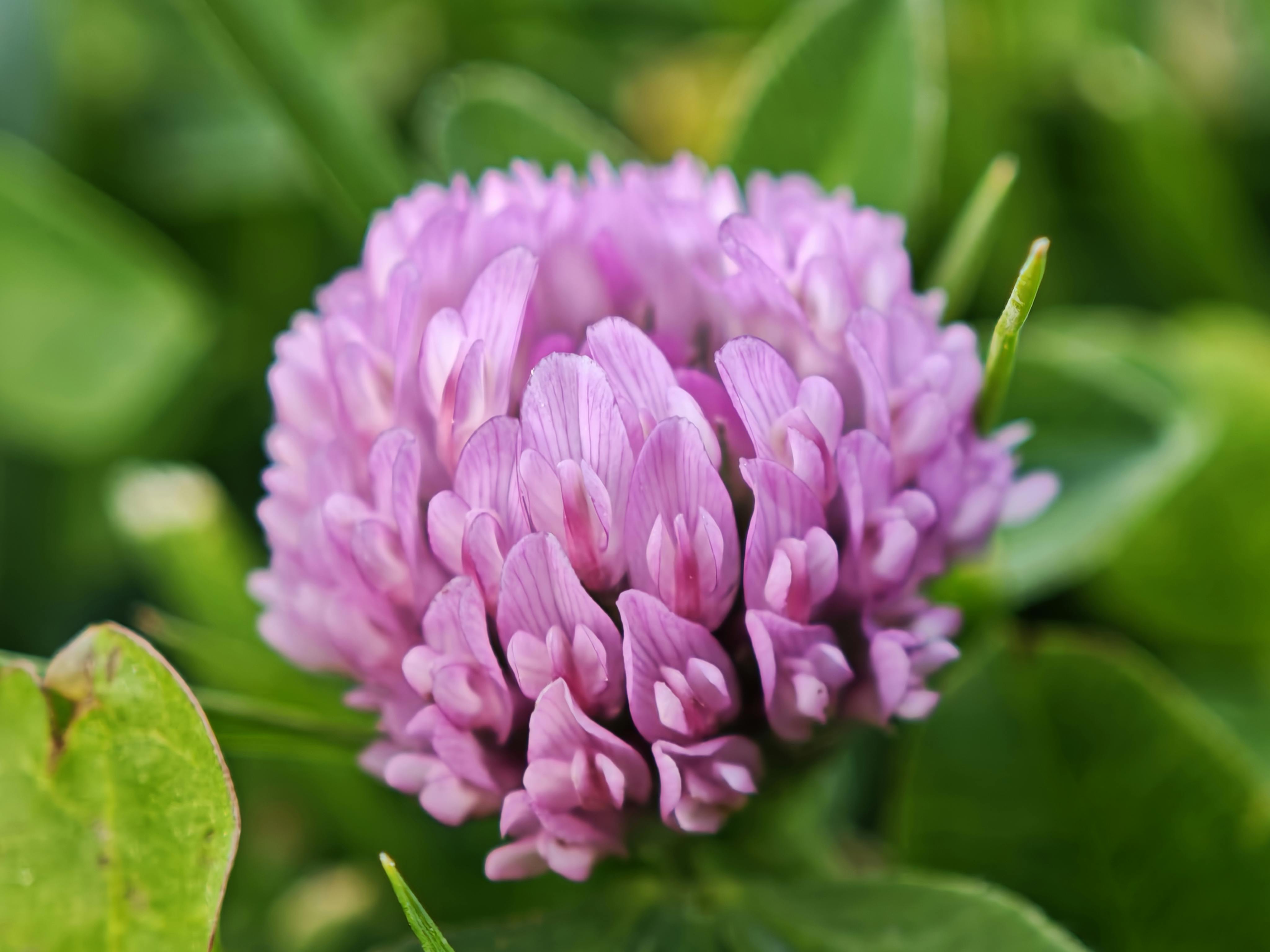 red clover for cysts