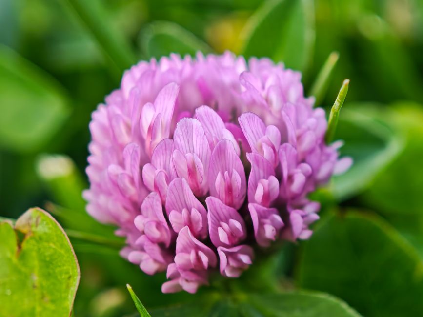 Fotomural Primer plano vibrante de una flor de trébol púrpura, mostrando sus intrincados pétalos.
