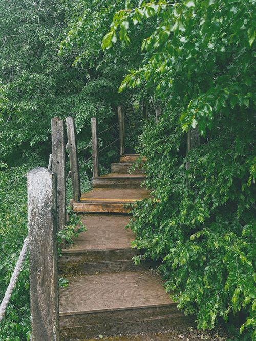 Free A scenic wooden pathway meanders through a dense, vibrant green forest, evoking tranquility. Stock Photo