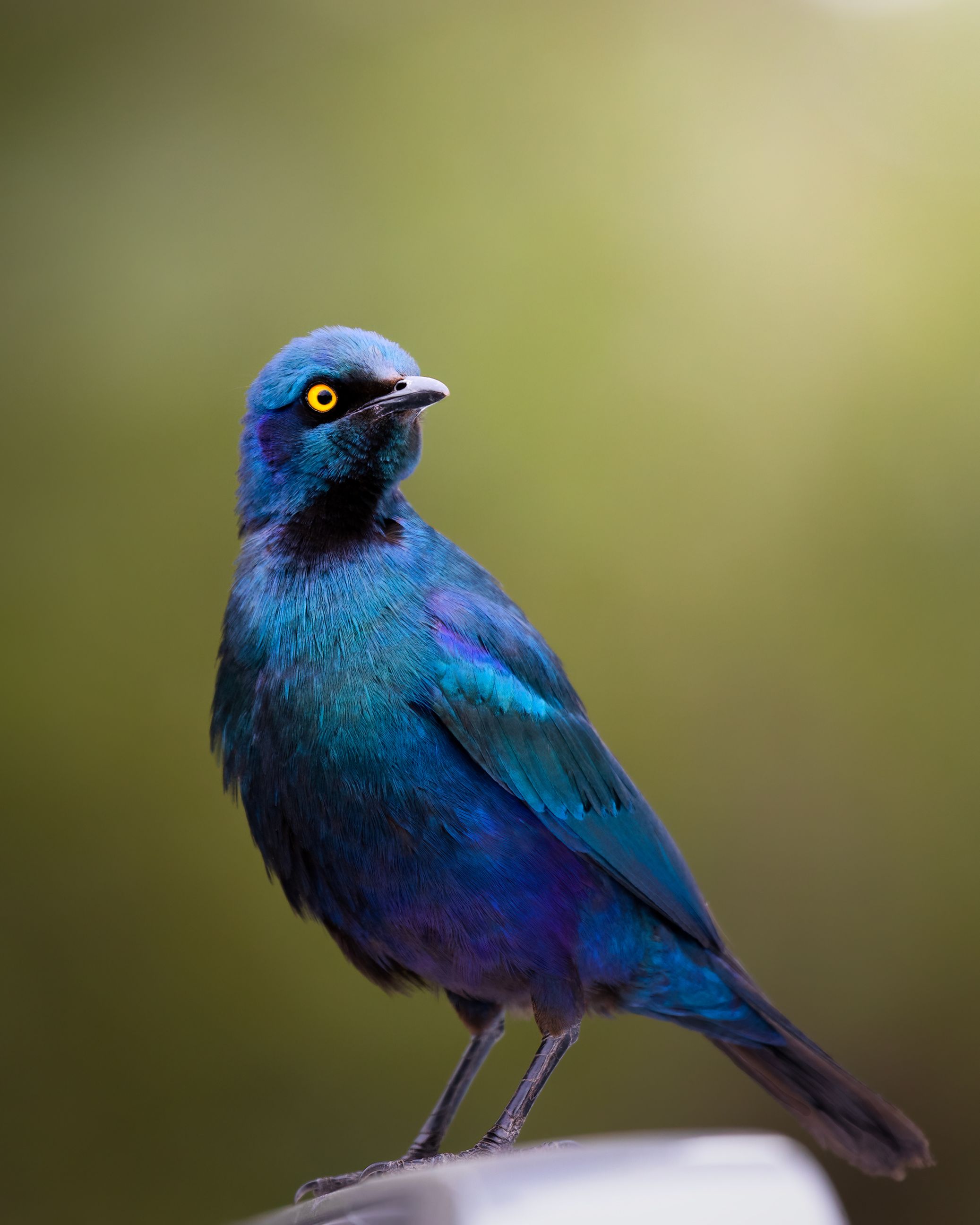 Stunning Cape Glossy Starling captured in vibrant colors in South Africa.