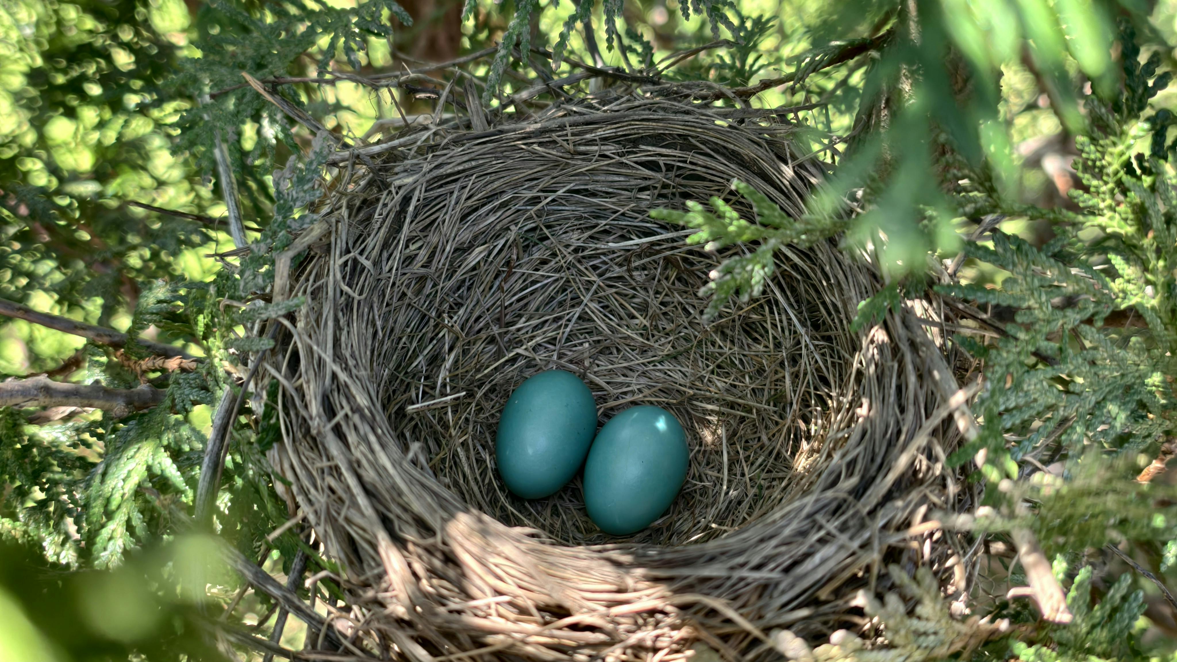Detailed image of a bird's nest containing two blue eggs nestled among green foliage.
