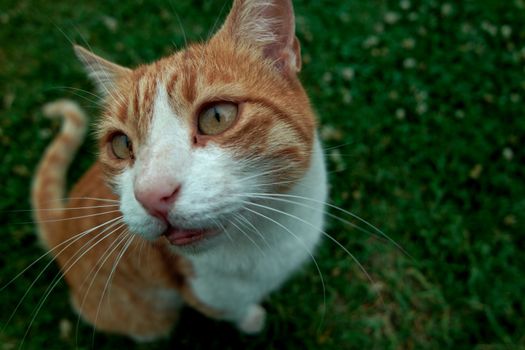 Close-up of a curious orange cat with cross-eyes on a lawn, capturing a funny expression.
