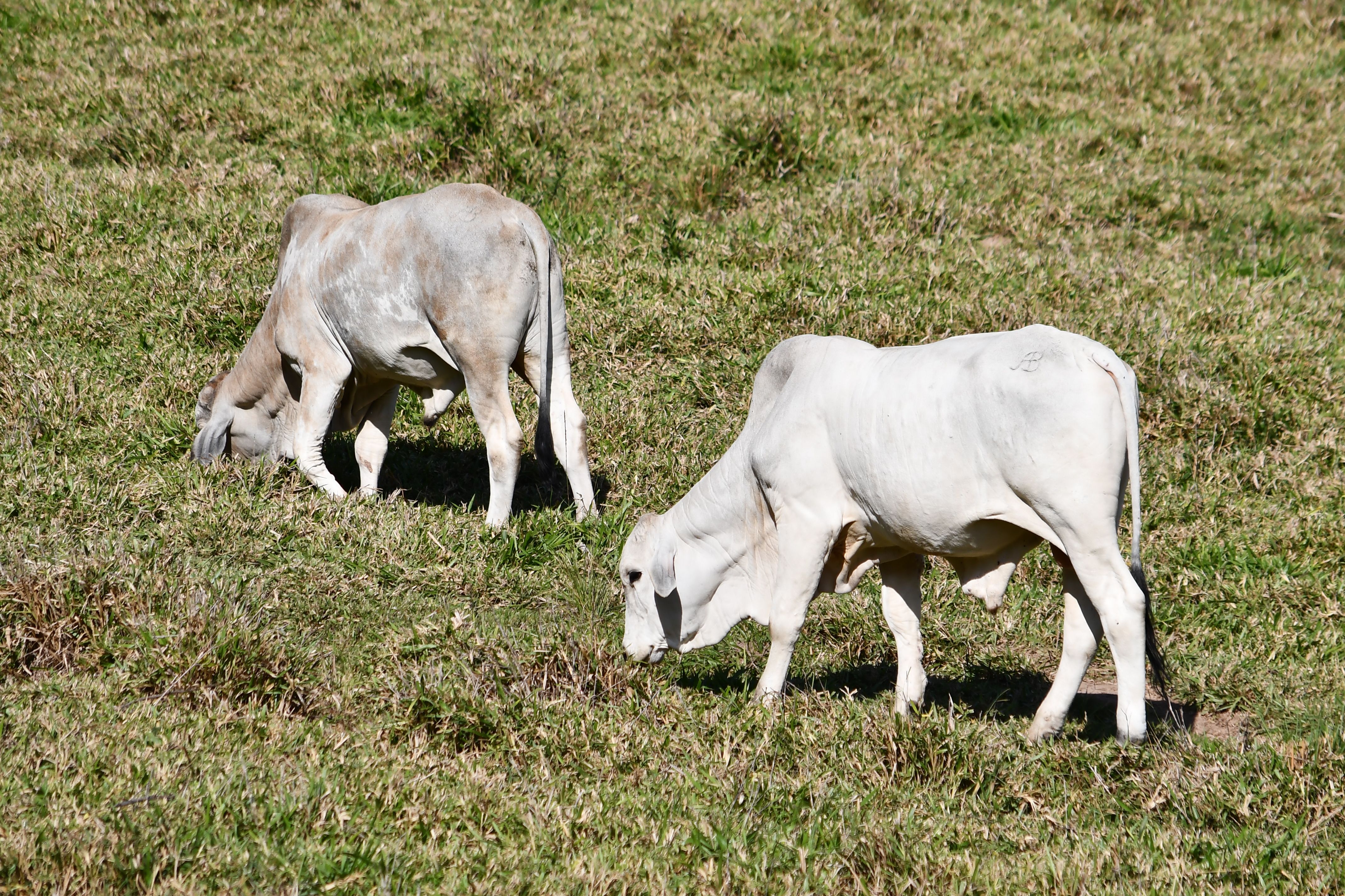 How Often Should You Land and Acreage for Your Cattle? Optimizing Pasture Rotation for Health and Productivity