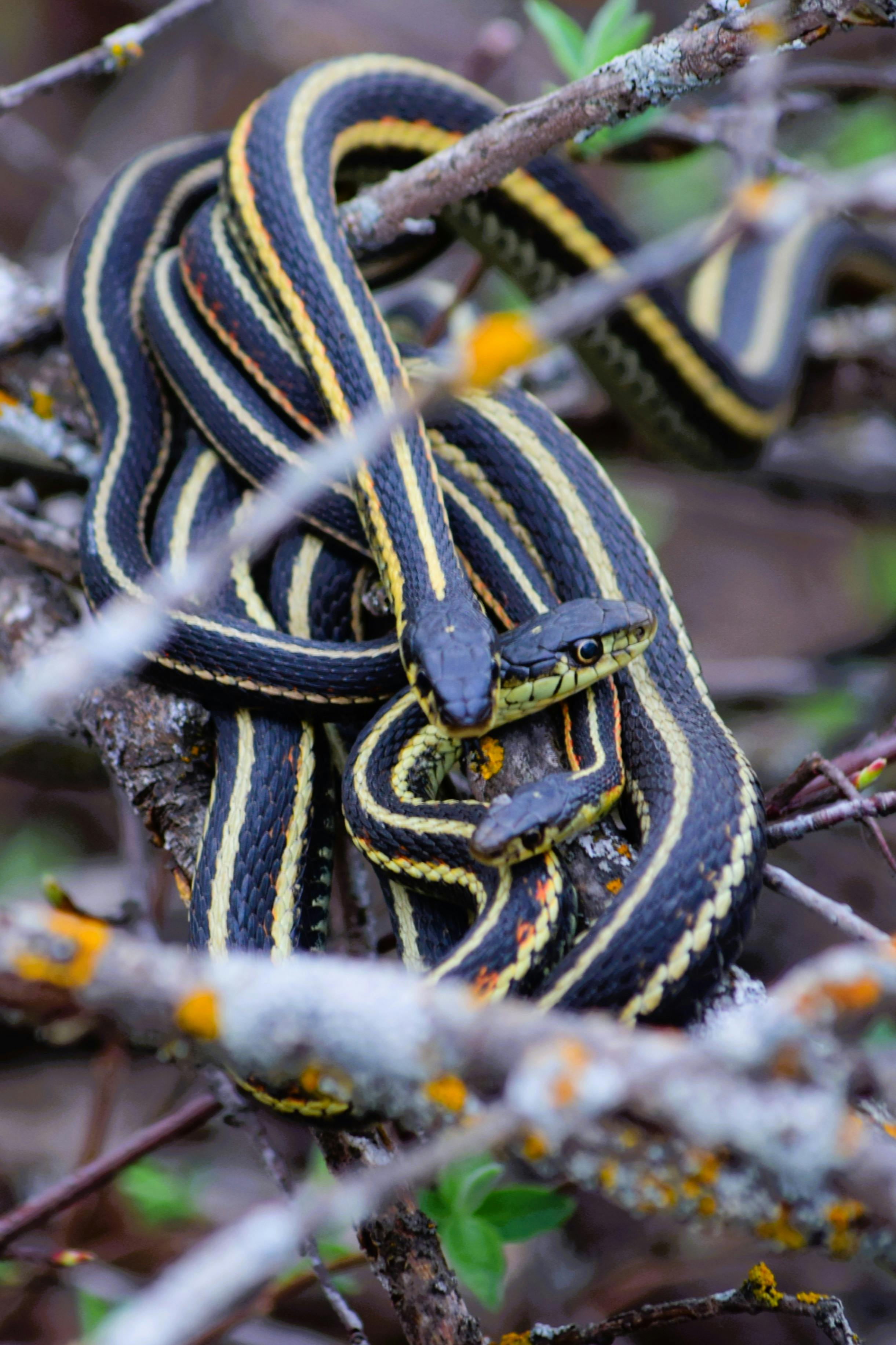 Cluster of garter snakes in the Narcisse Snake Dens, Manitoba, Canada.