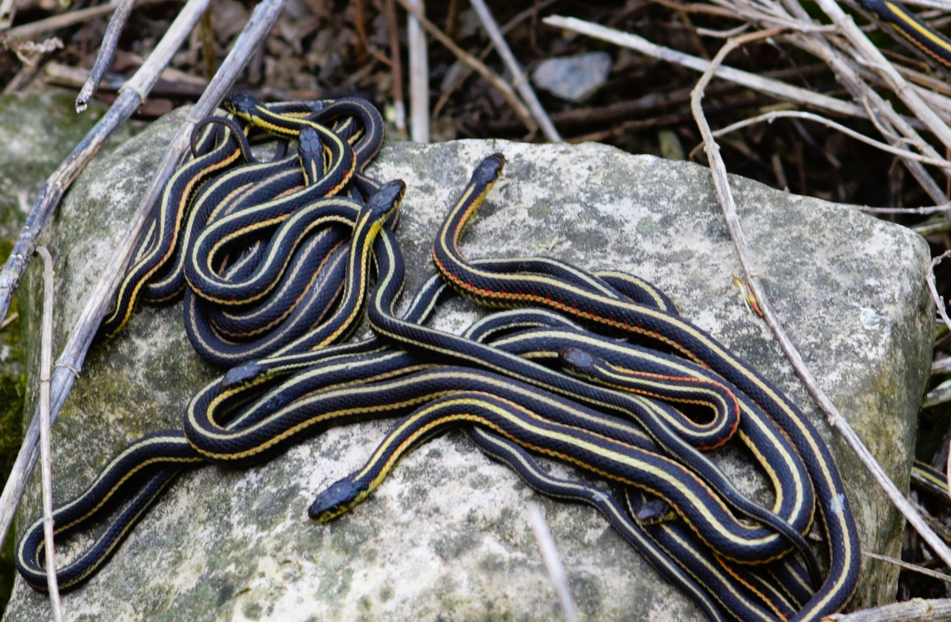 Cluster of garter snakes on rock at Narcisse Snake Dens, Manitoba.