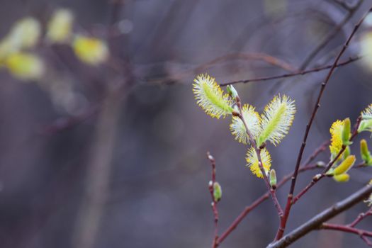 muted grey willow leaves