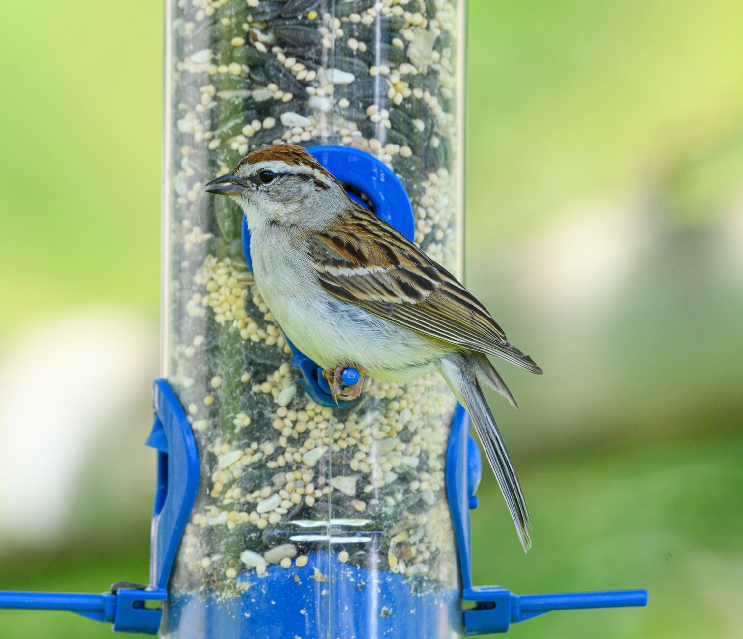 best bird seed for backyard birds
