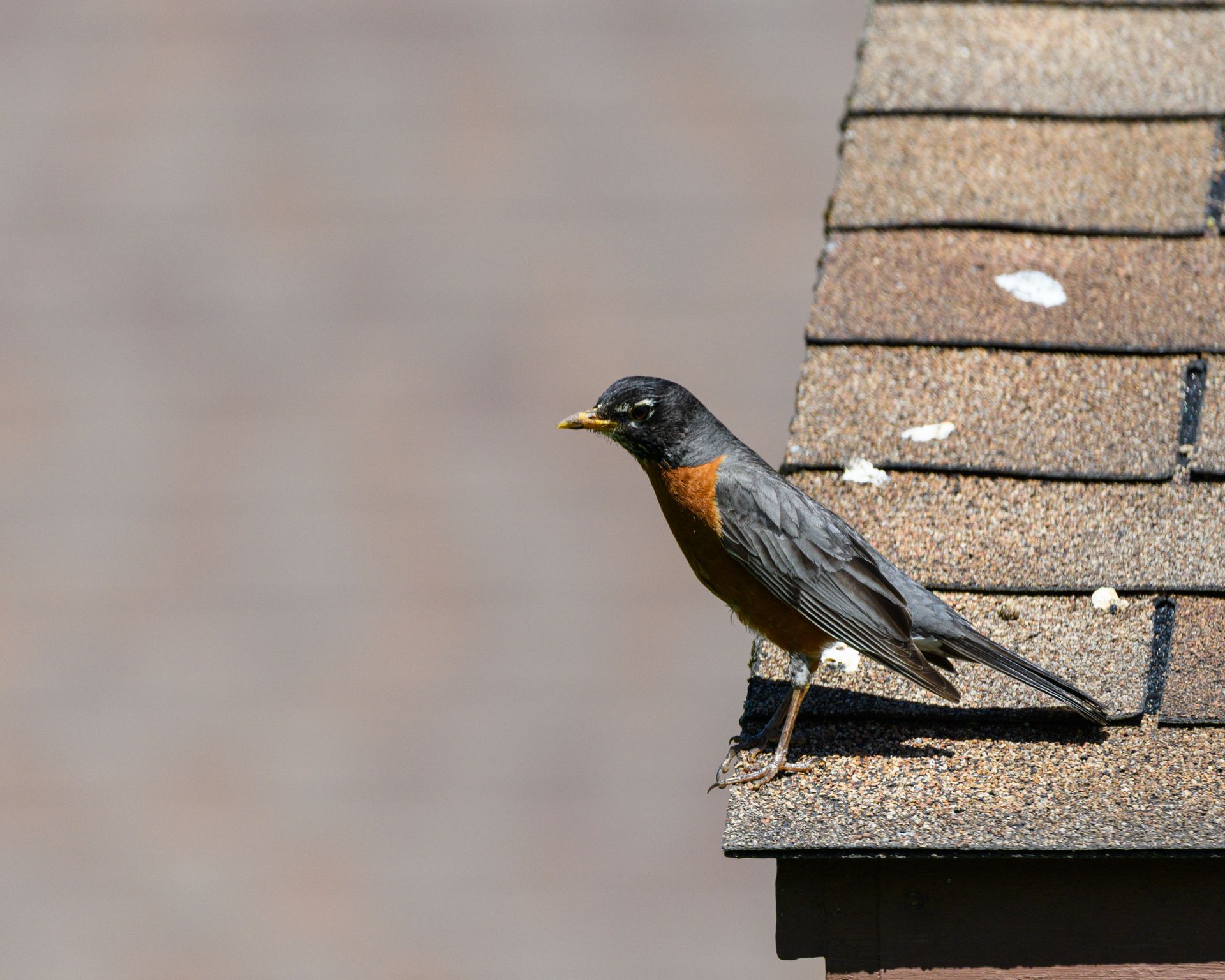 Close-up of an American Robin resting on a shingled rooftop under clear daylight.
